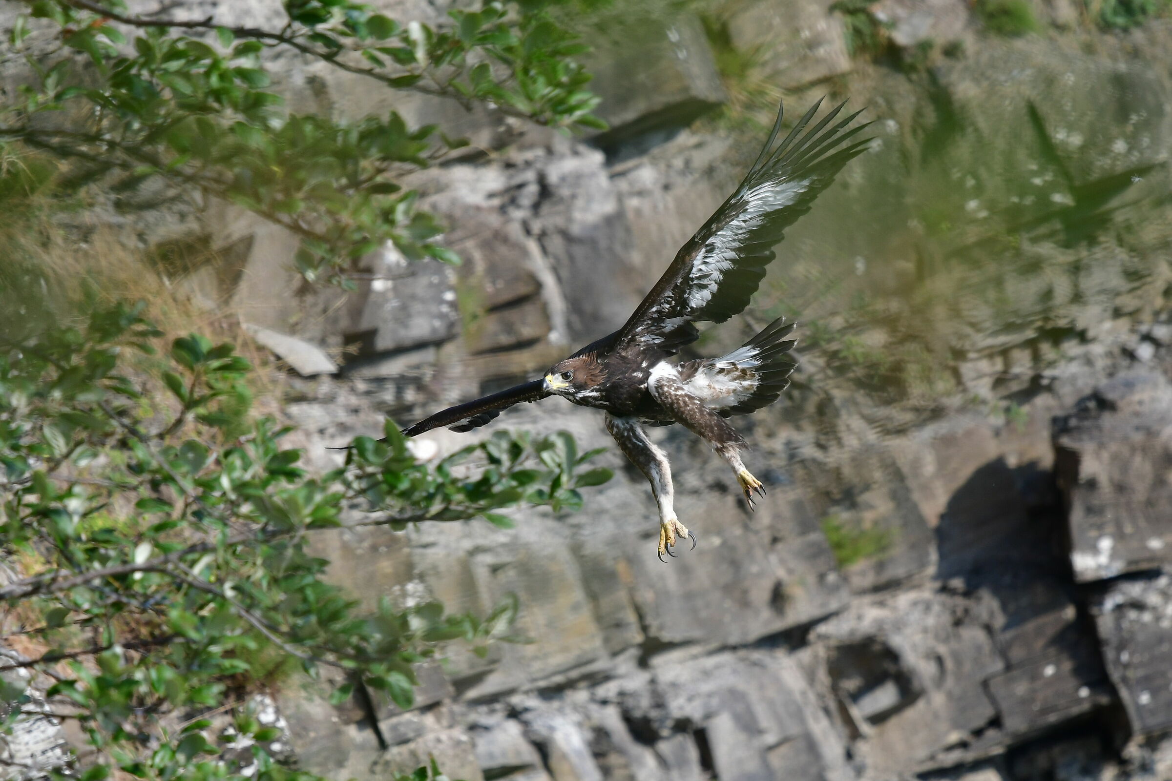 Aquilotto....primi voli....