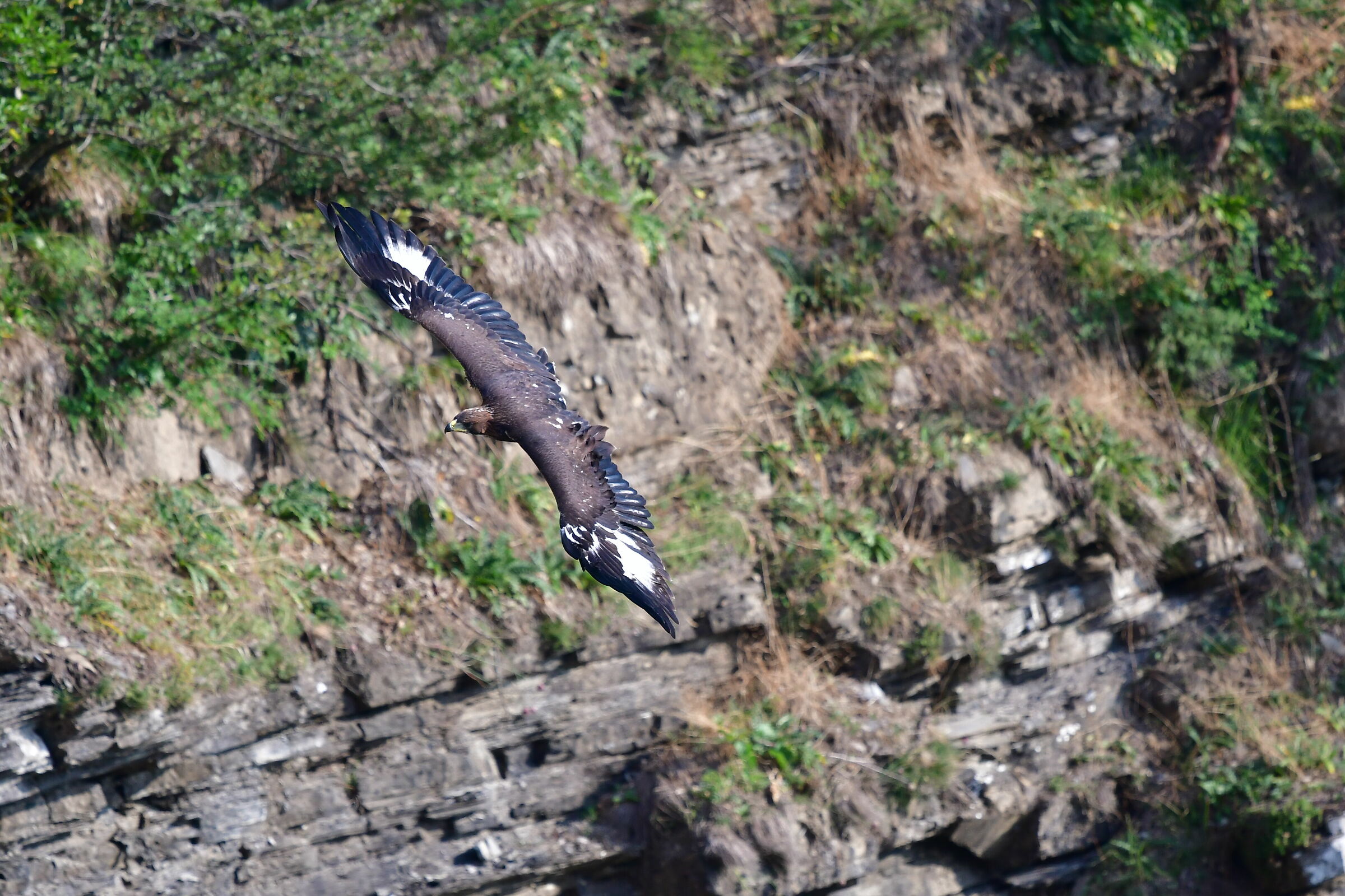 Aquilotto....primi voli...