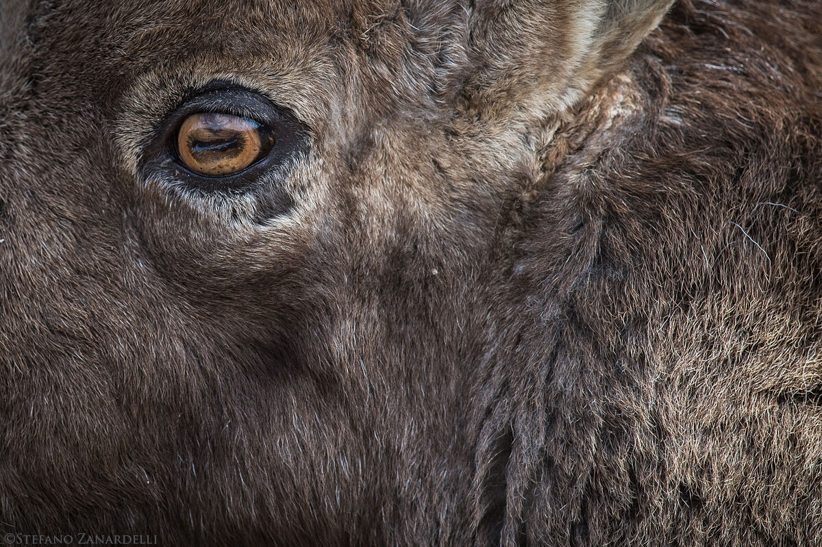 Ibex eye