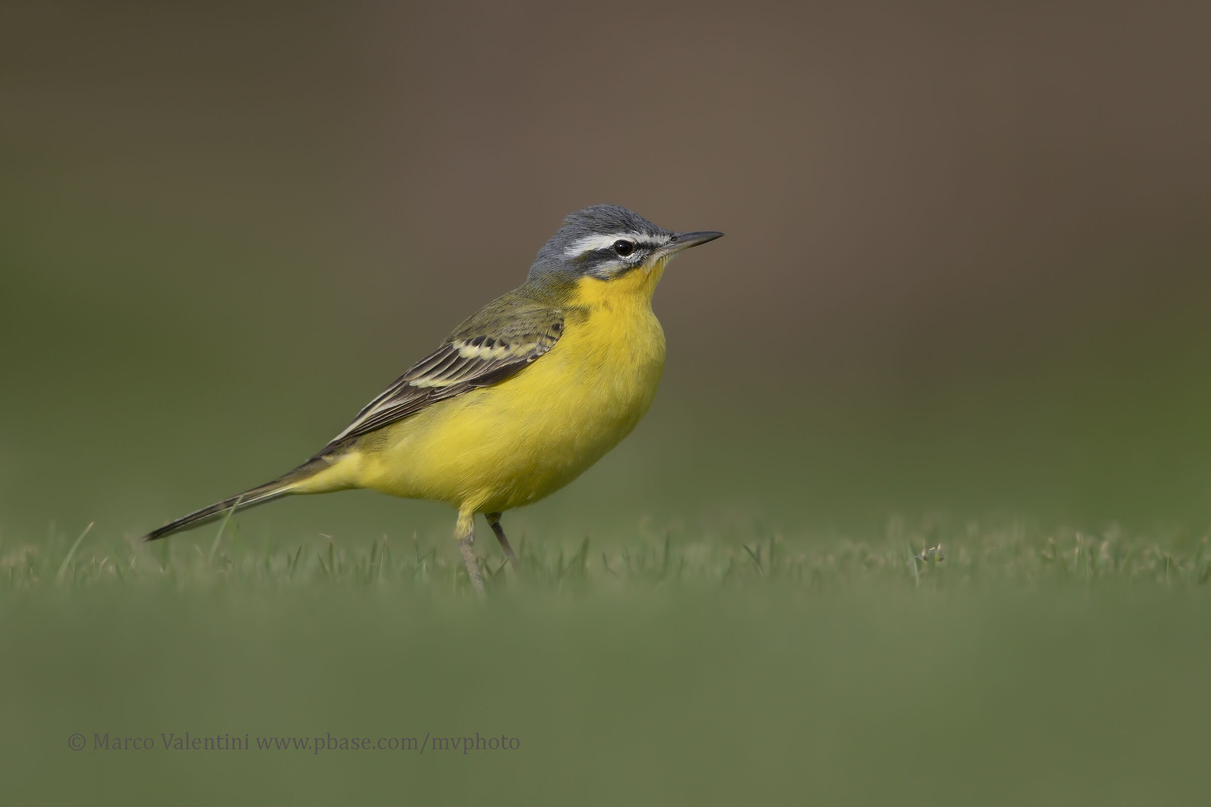 Cutrettola spp. beema