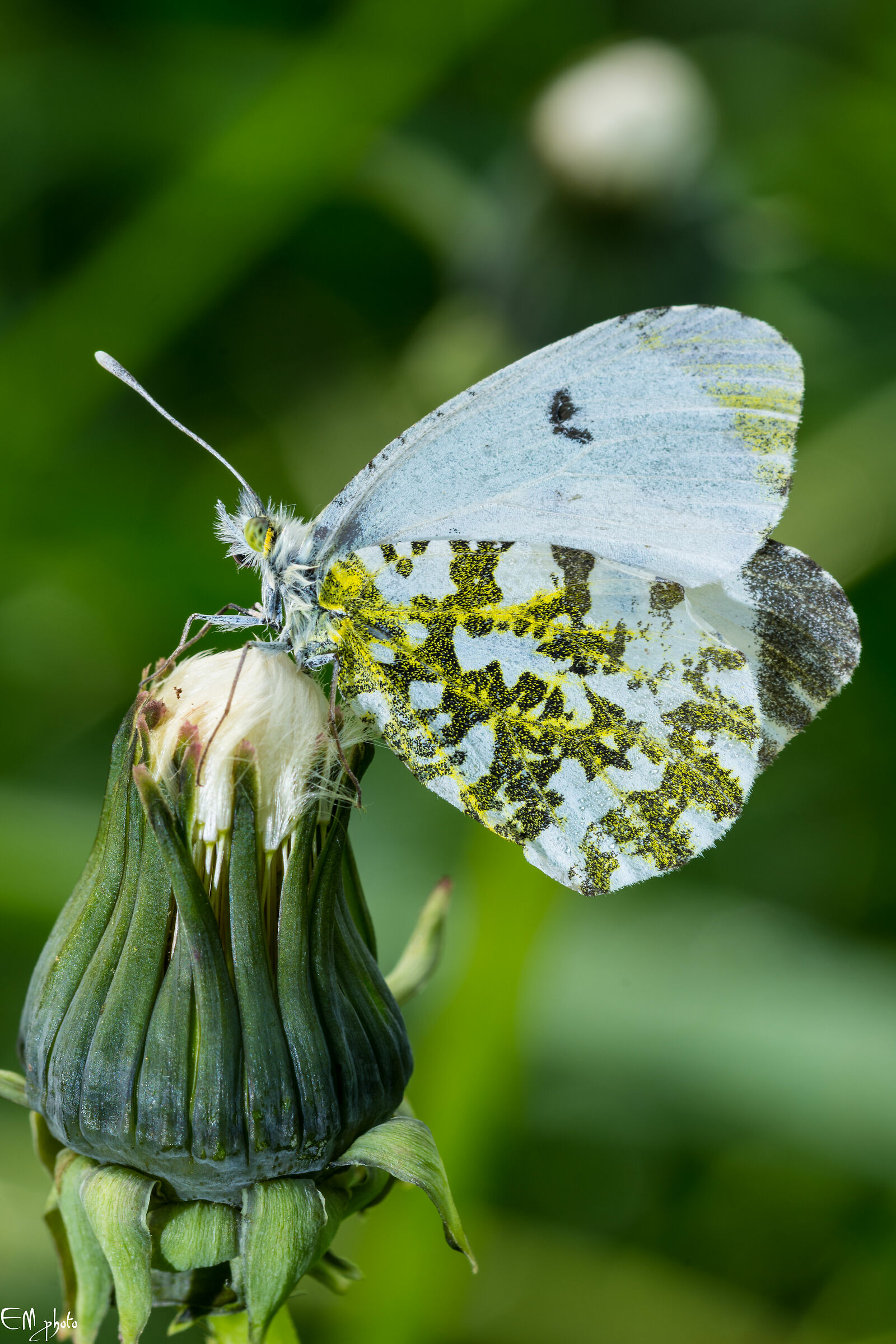 Anthocaris cardamines femmina