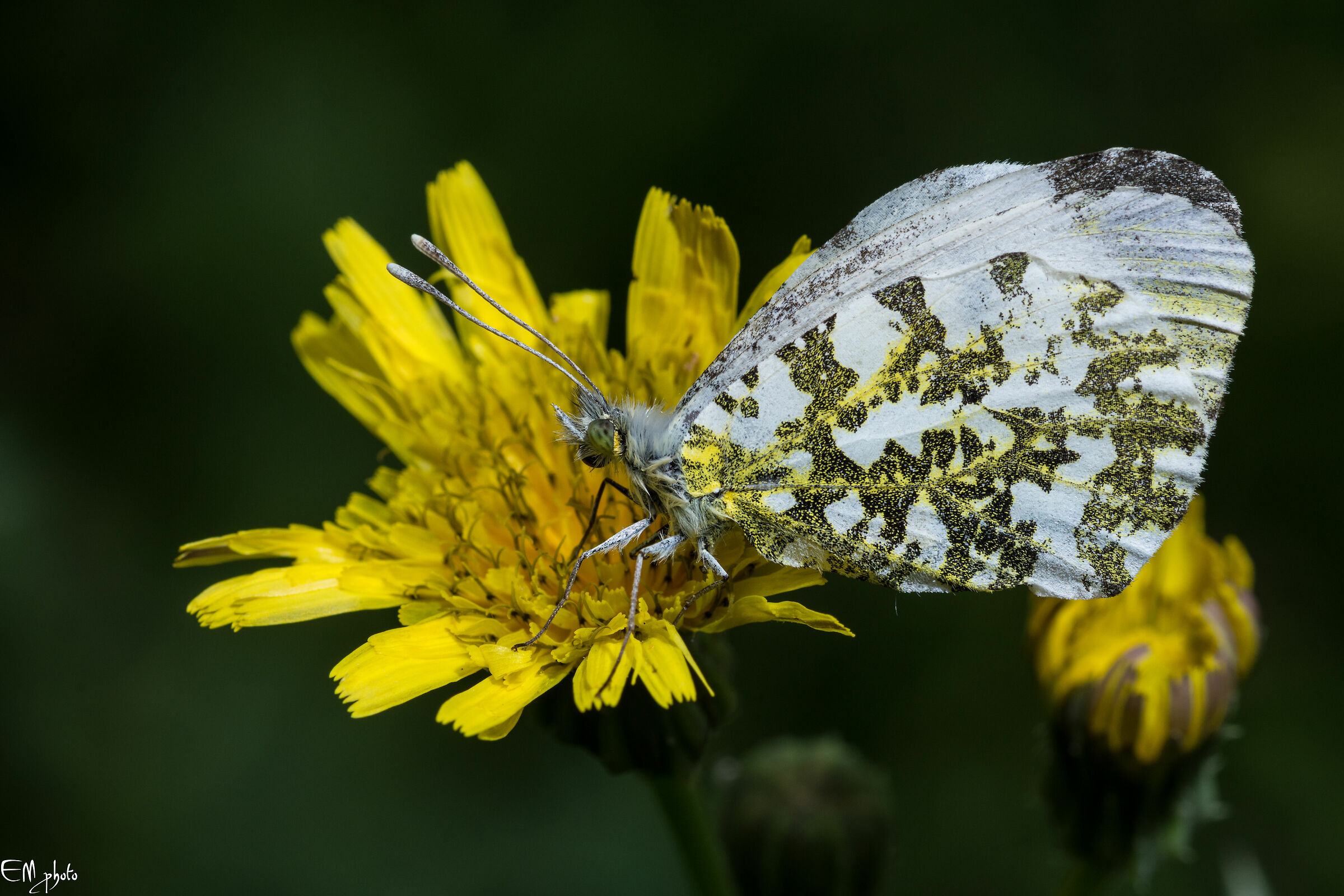 Anthocaris cardamines femmina