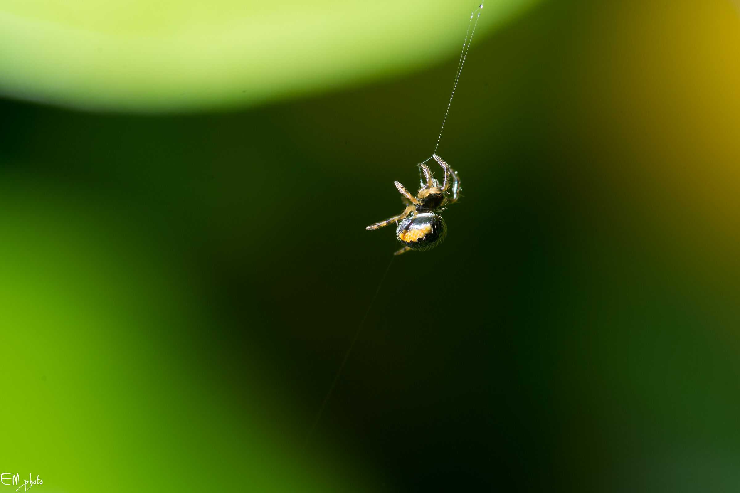 piccolo!... ma piccolo piccolo.....
