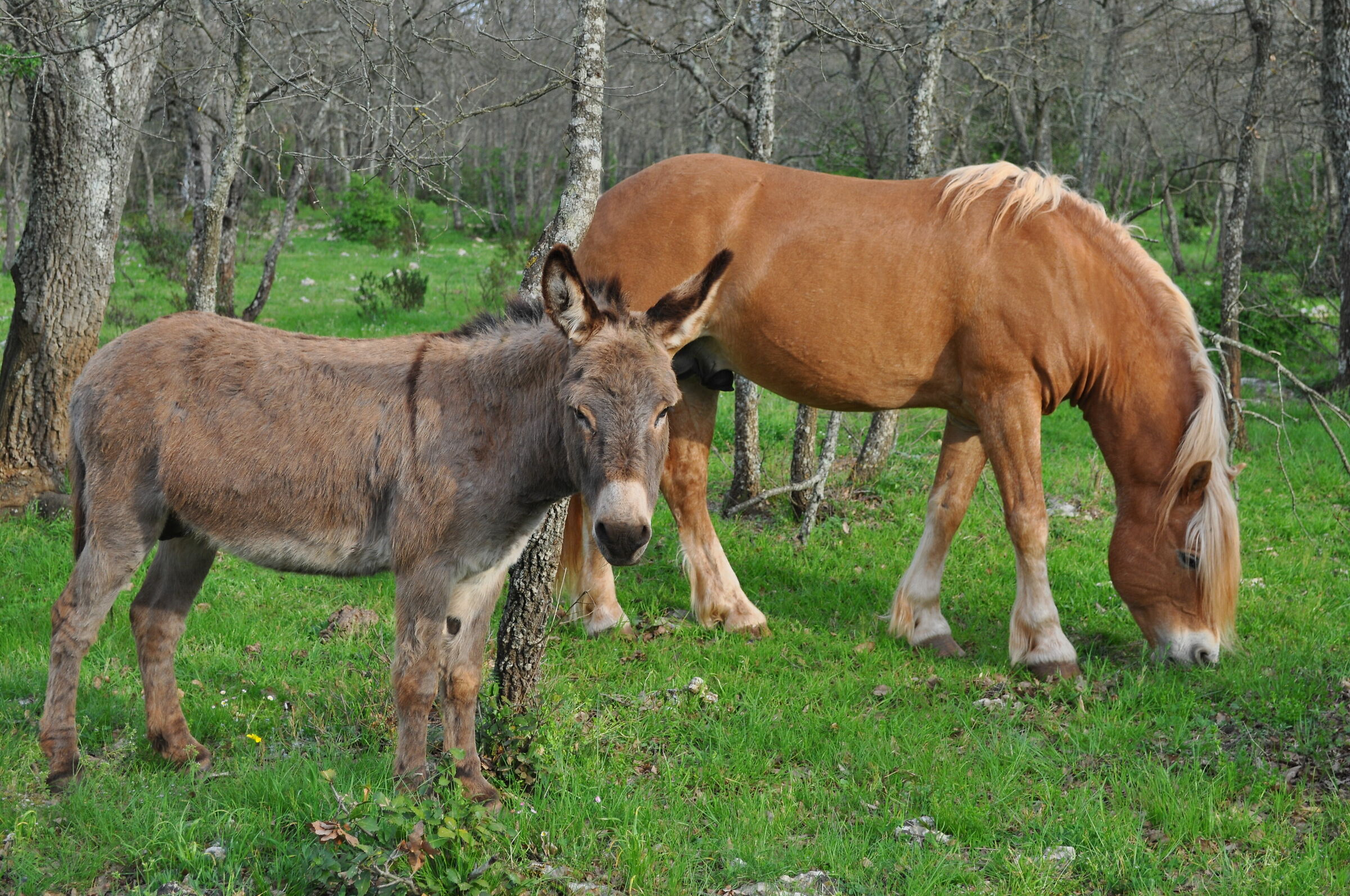 asino e cavallo