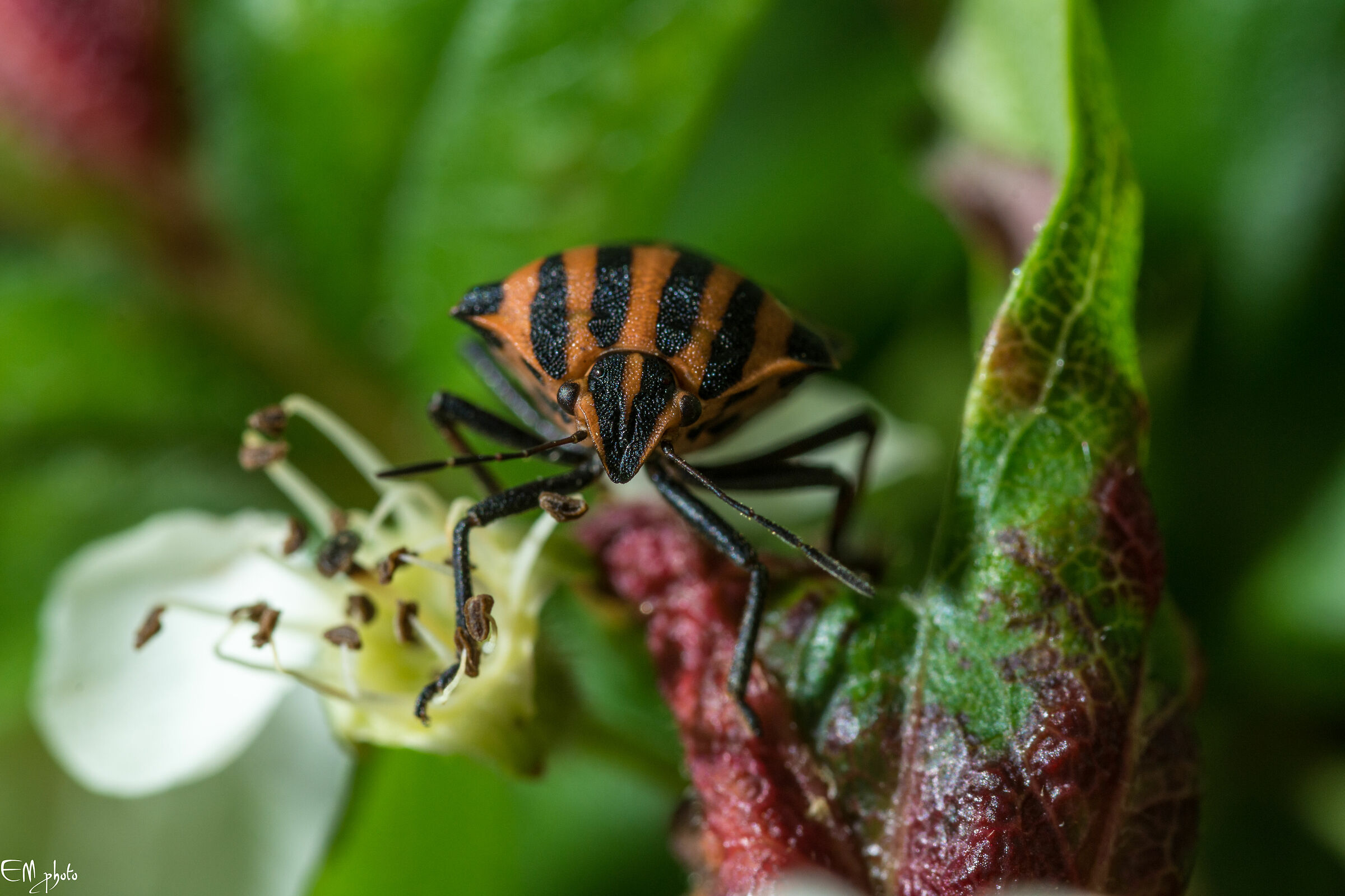 Graphosoma lineatum (Cimice delle piante)