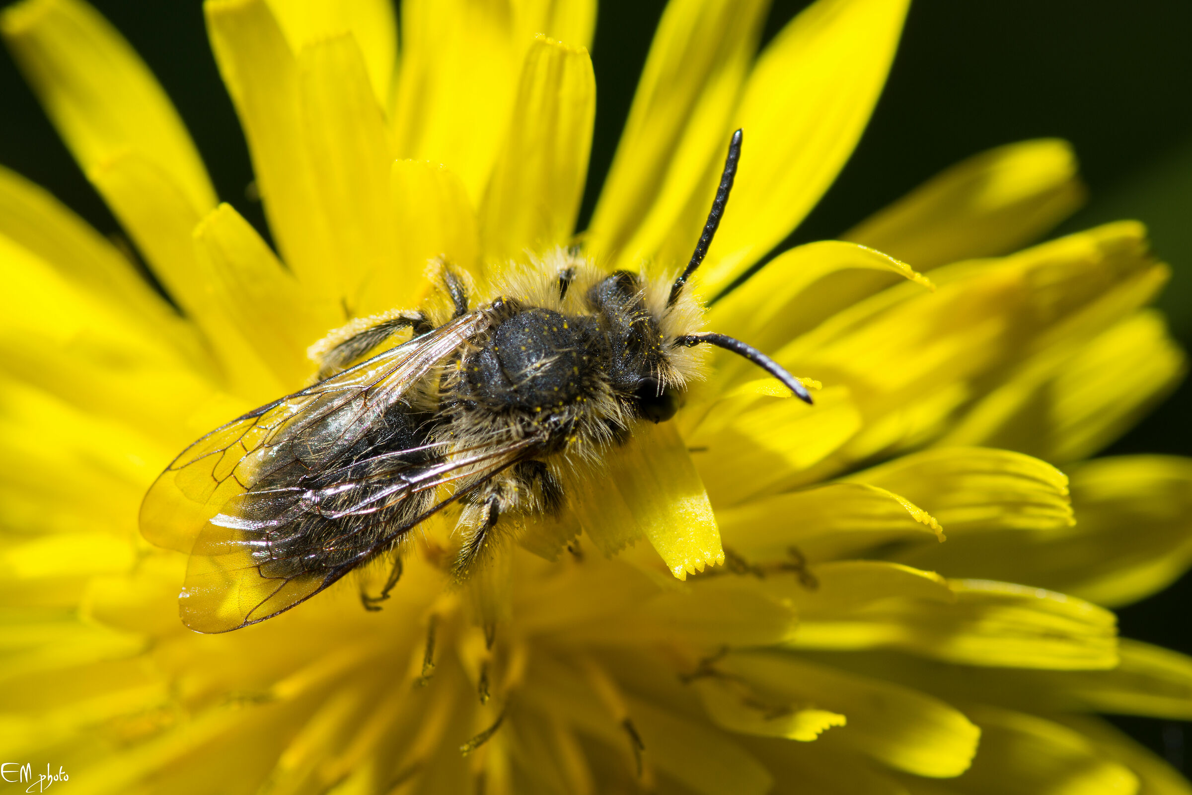 Megachile willoughbiella