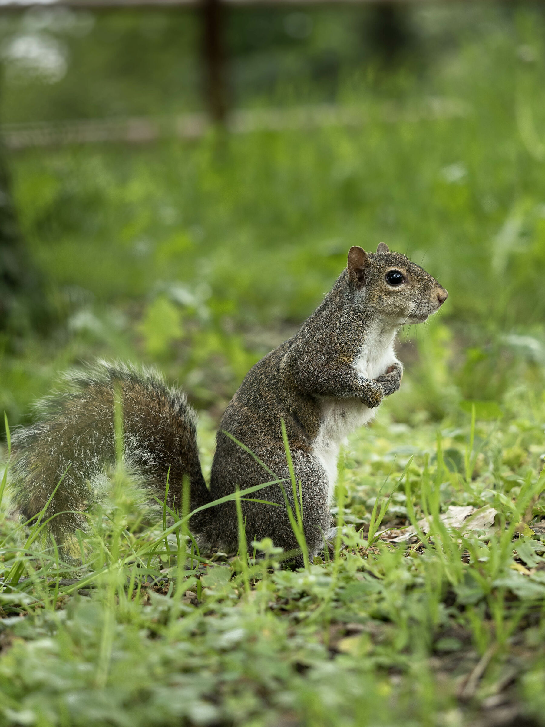 Squirrel 2
