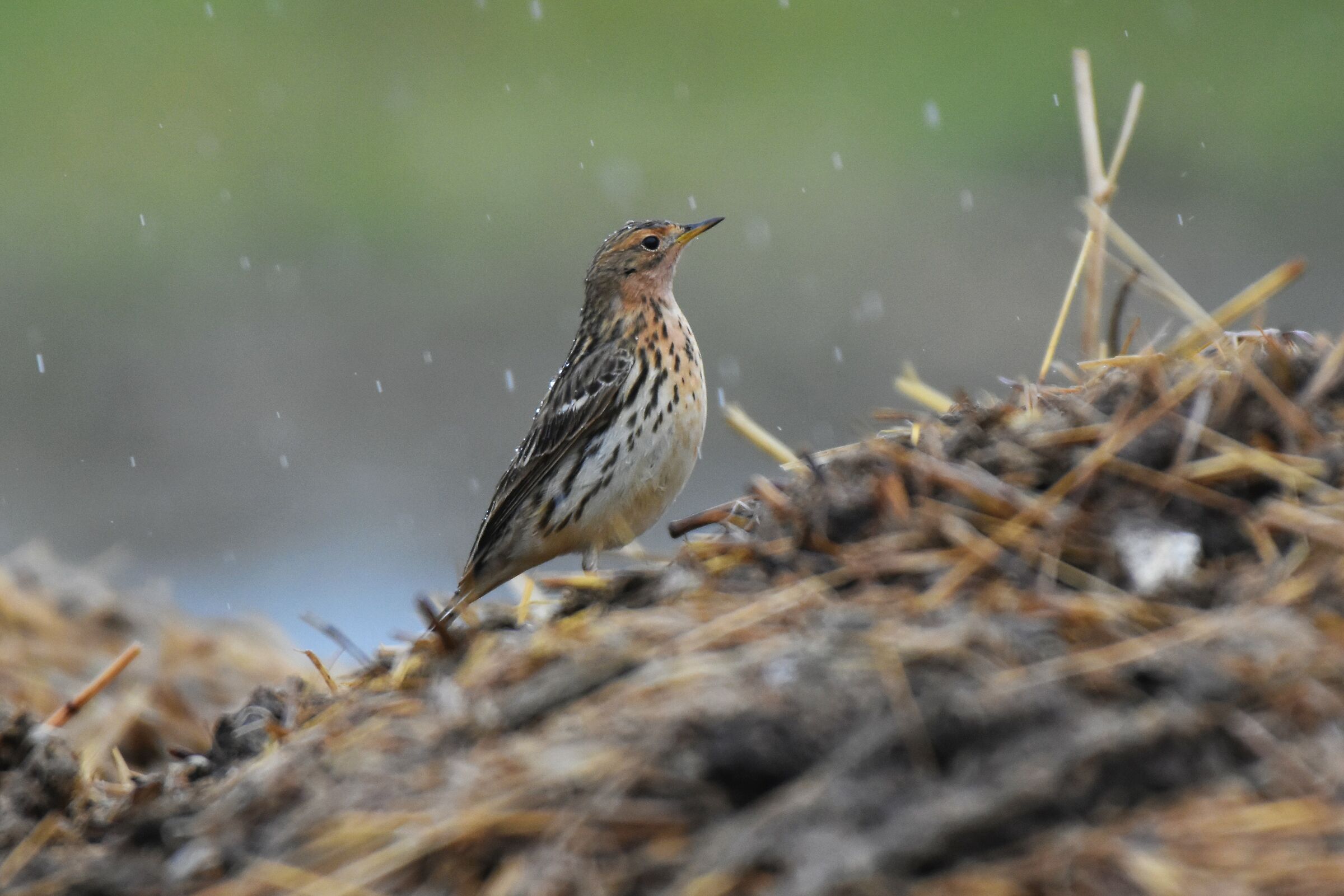 Golarossa sotto la pioggia in cerca di cibo