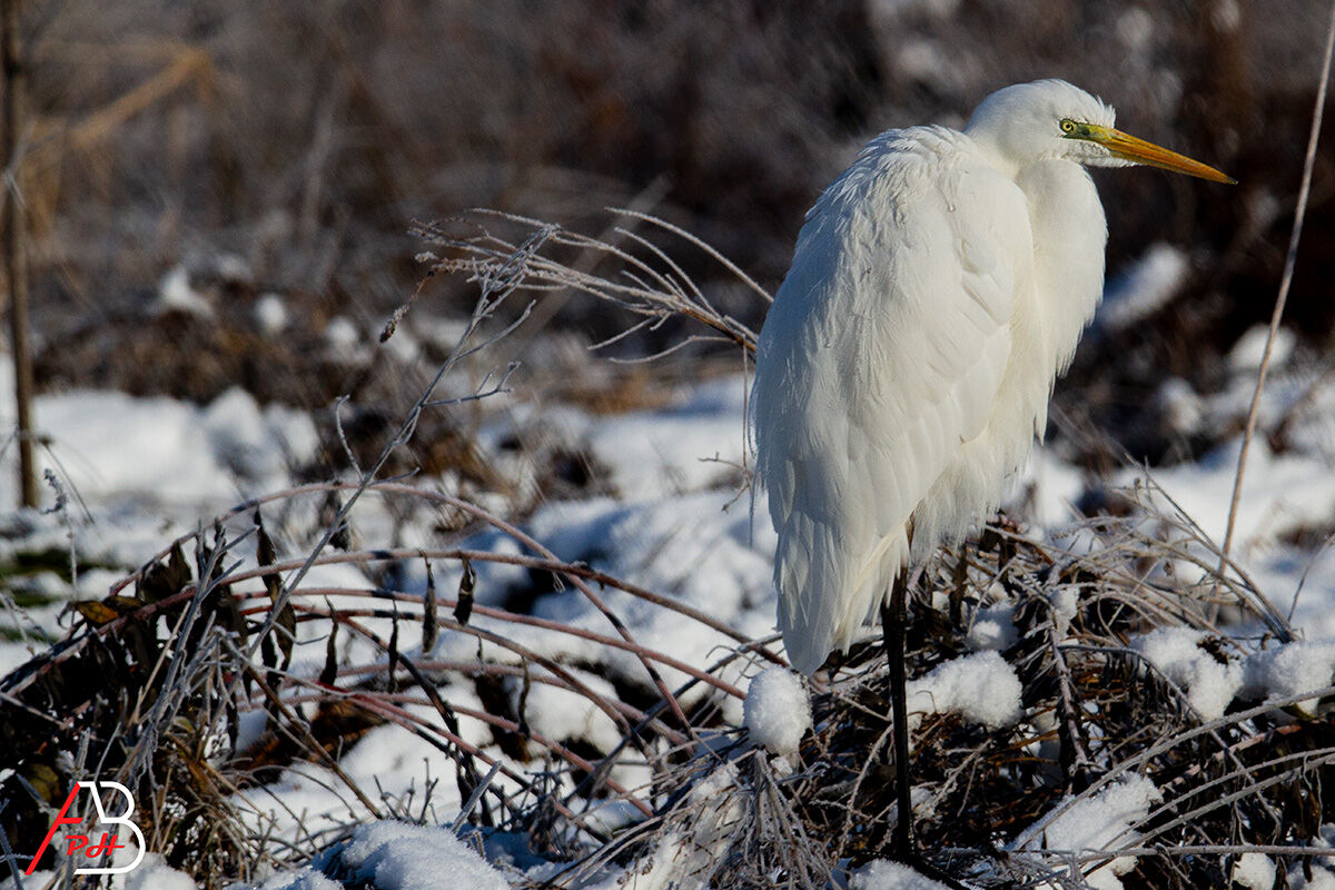 Airone Bianco Maggiore