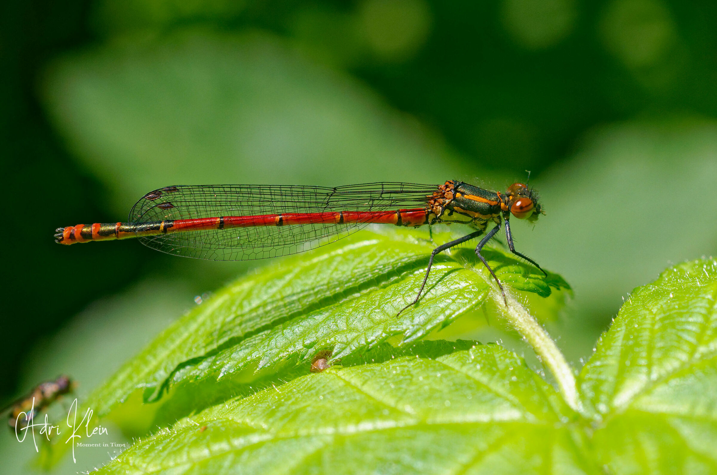 large red damselfly