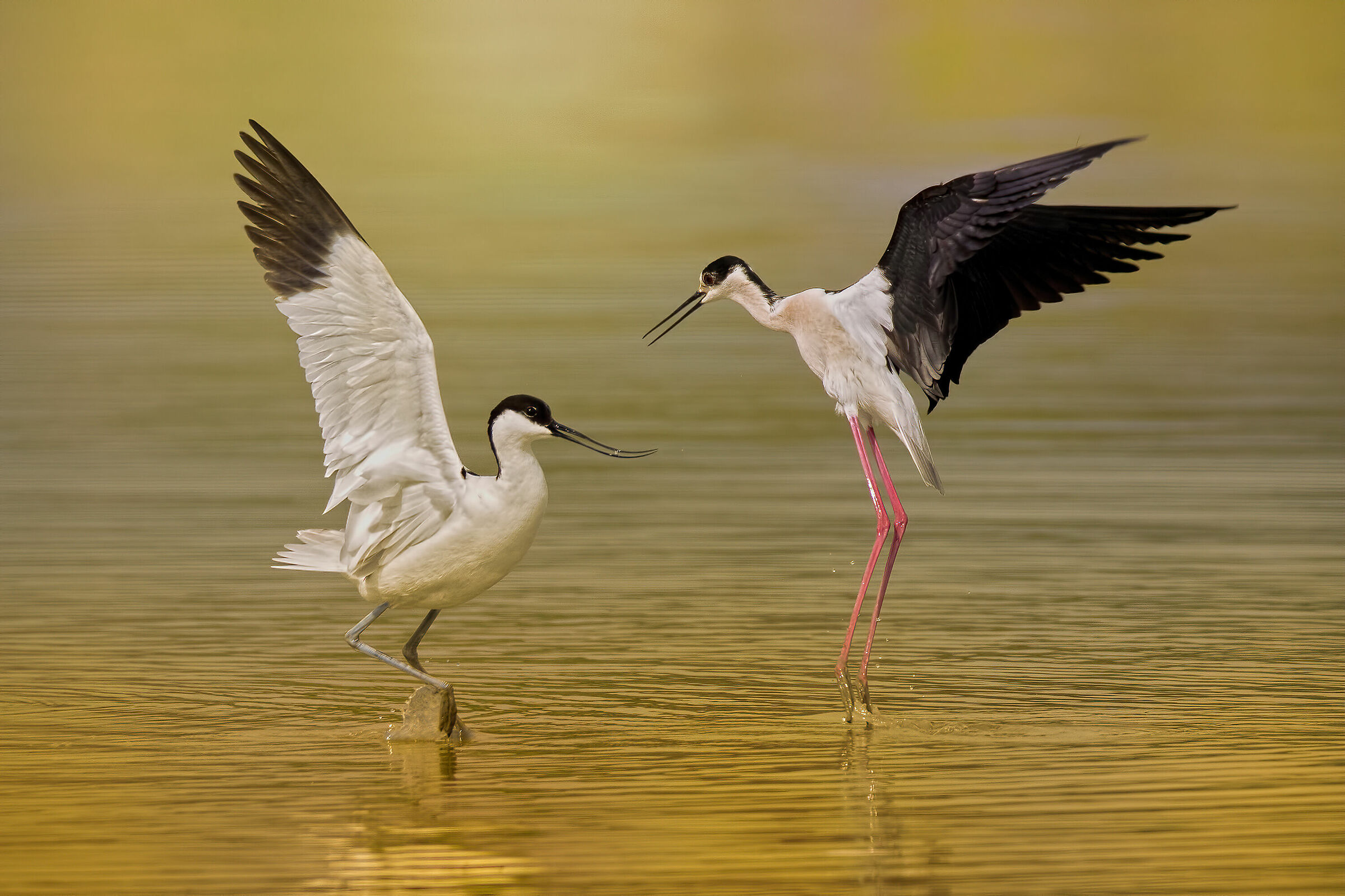 Avocetta vs. Cavaliere