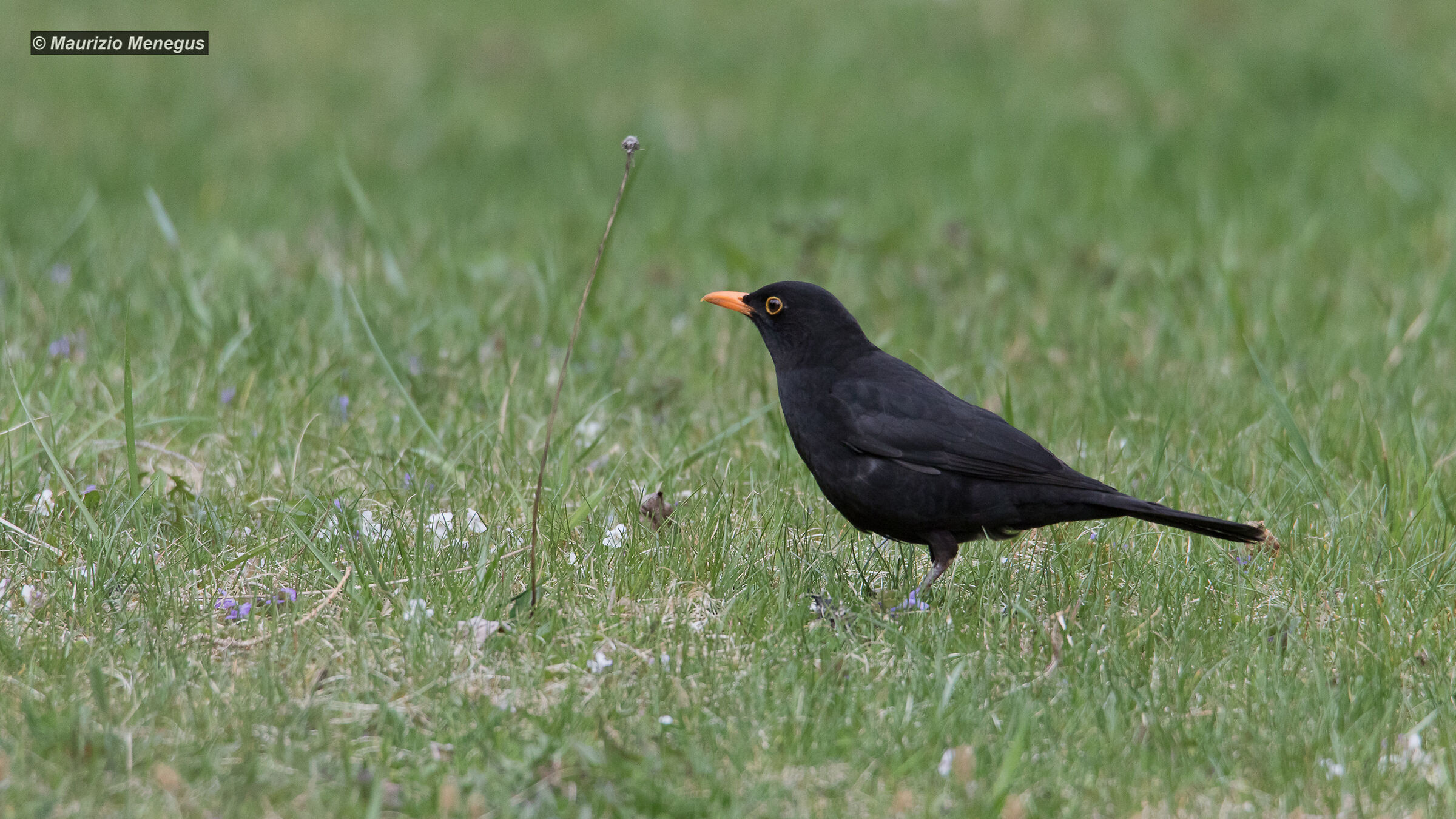 Male Blackbird
