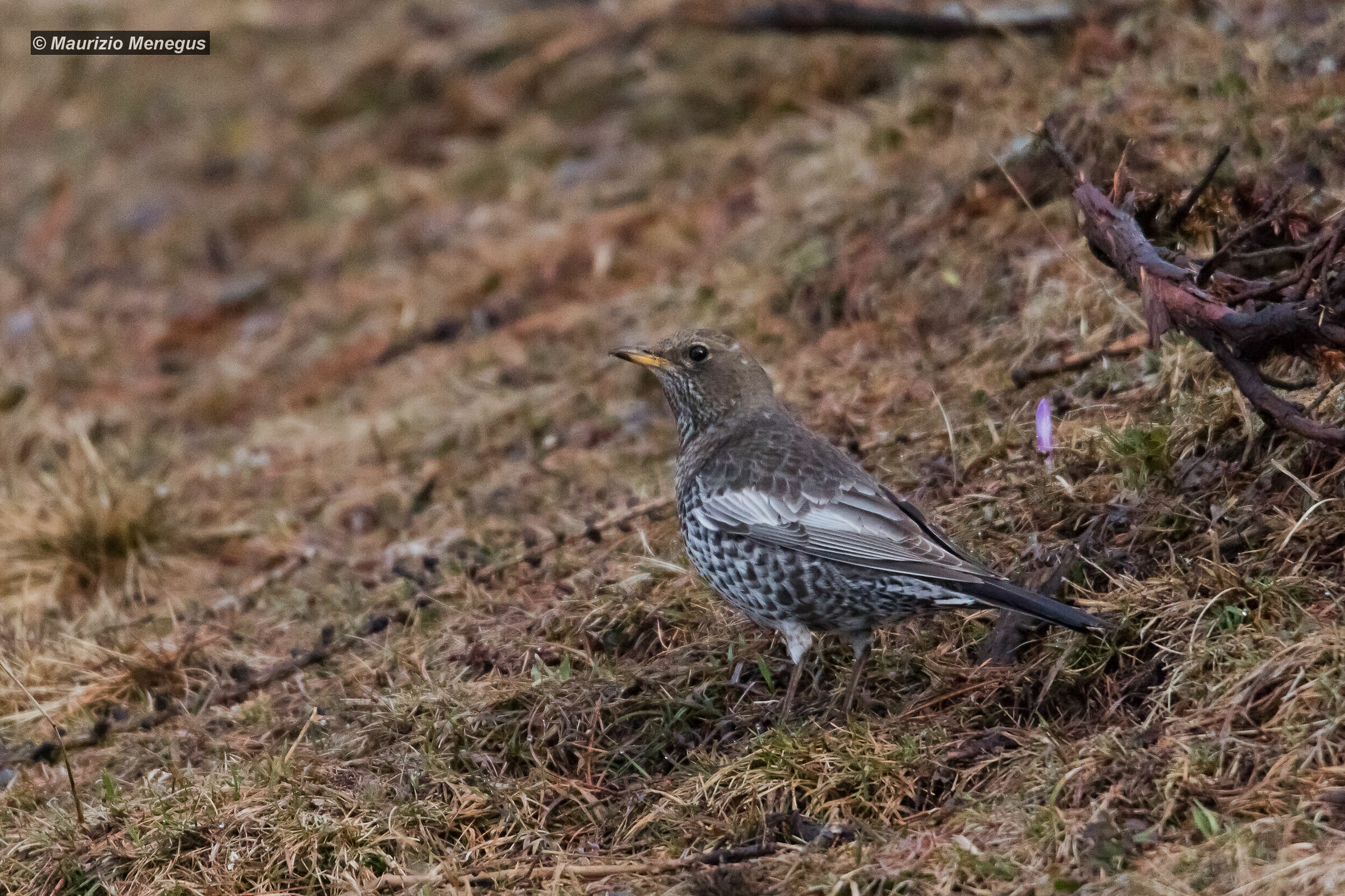Female Collared Blackbird
