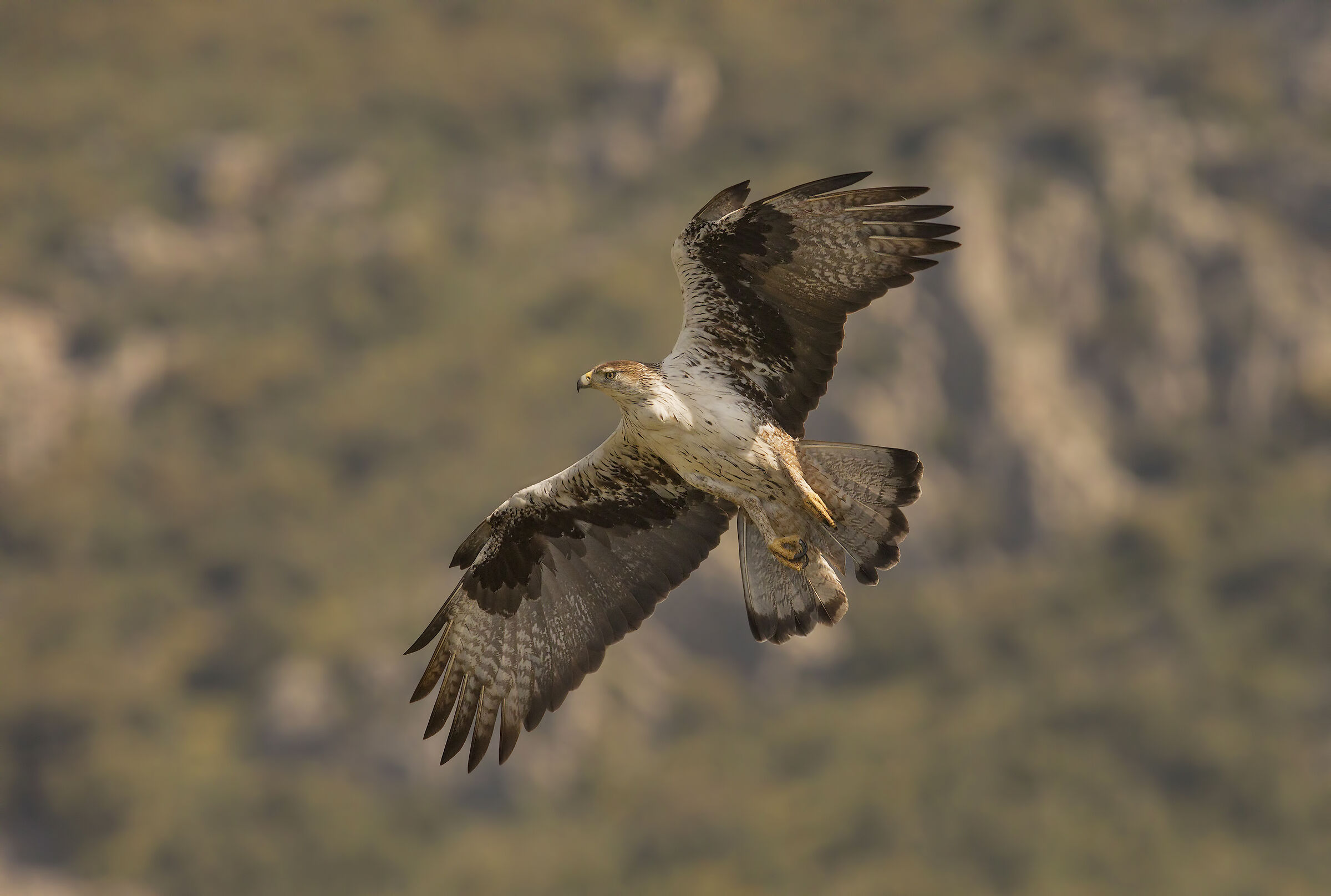 Bonelli's Eagle (Banded Eagle)