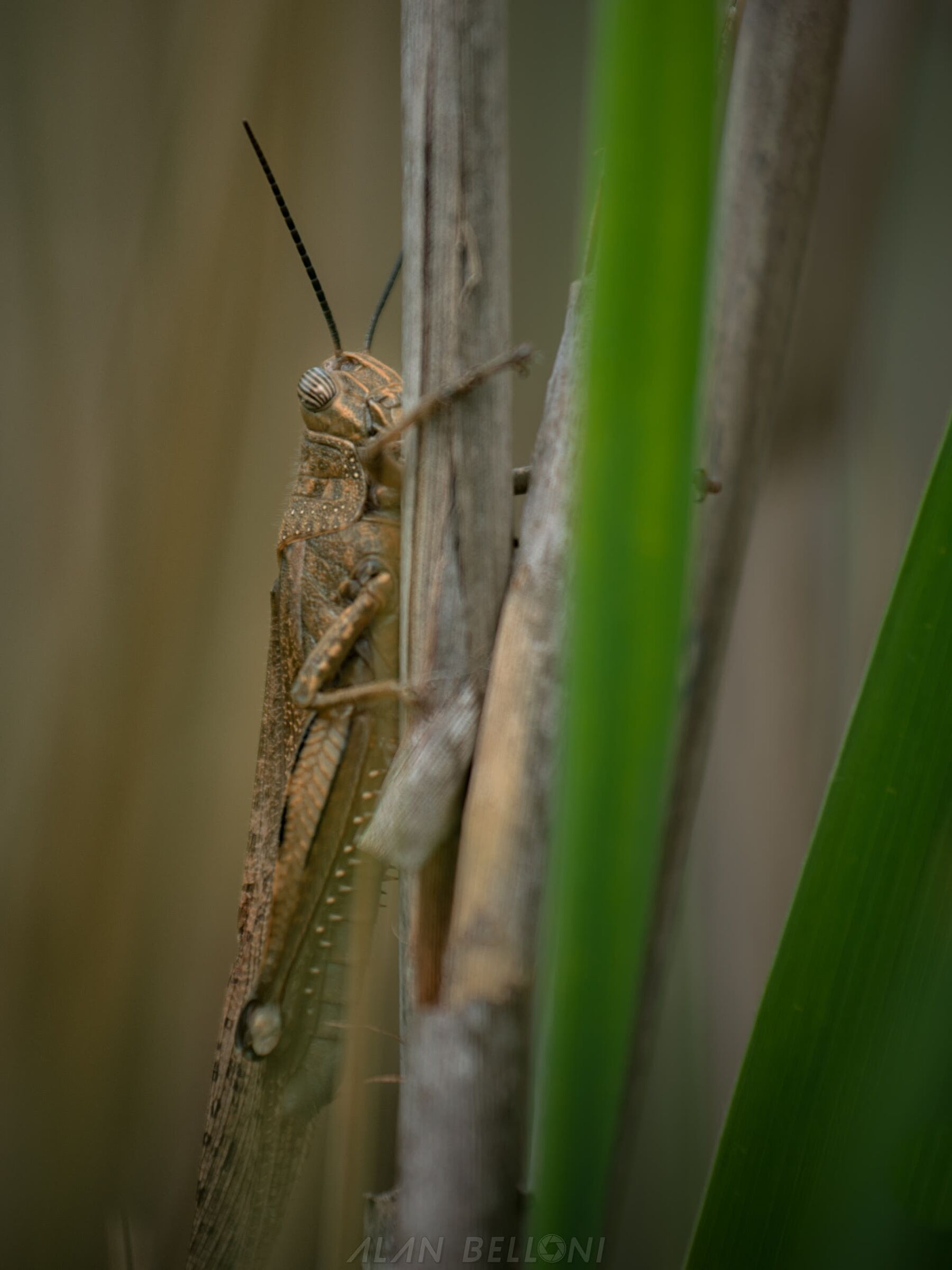 Grasshopper