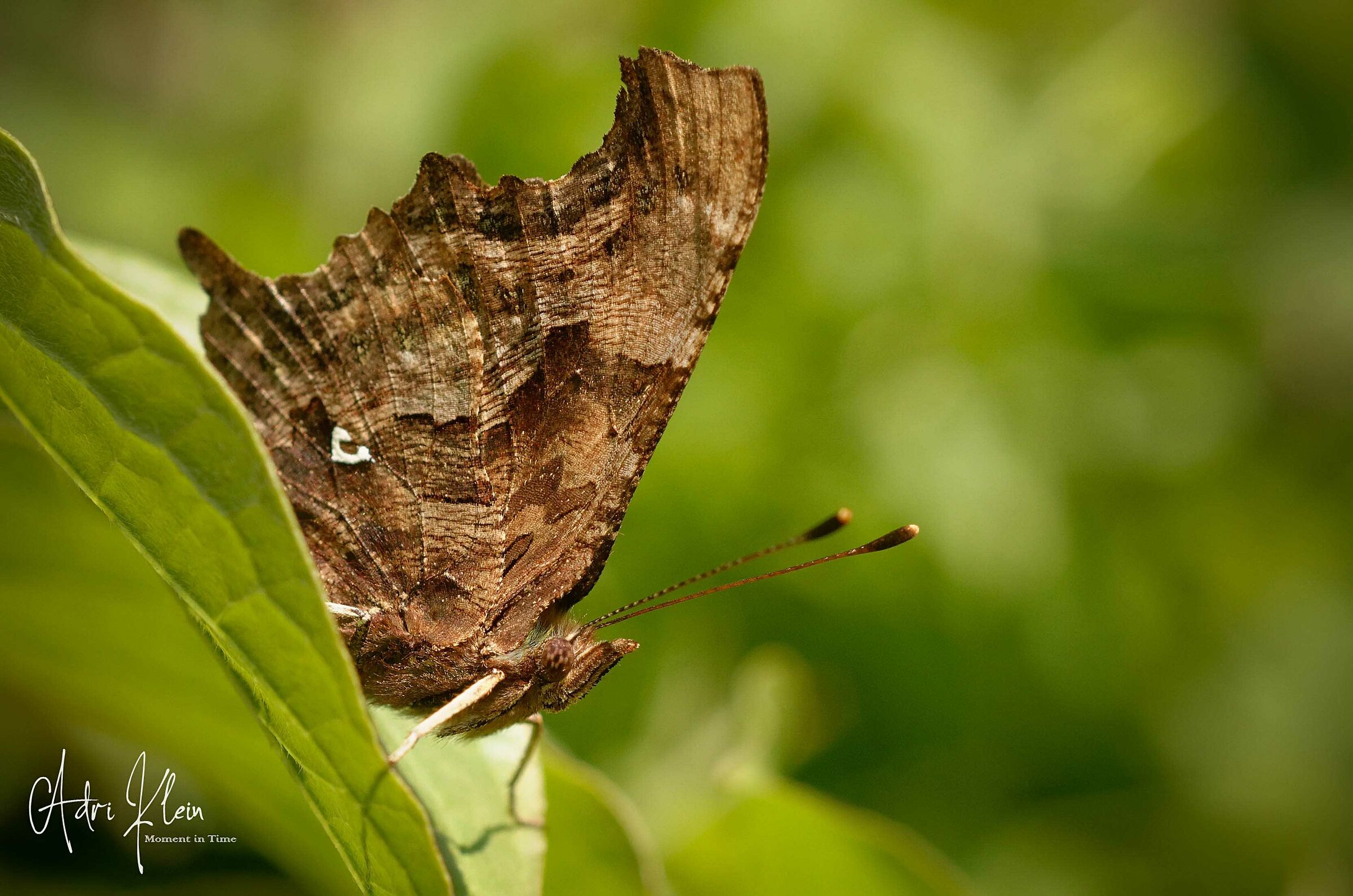 comma butterfly