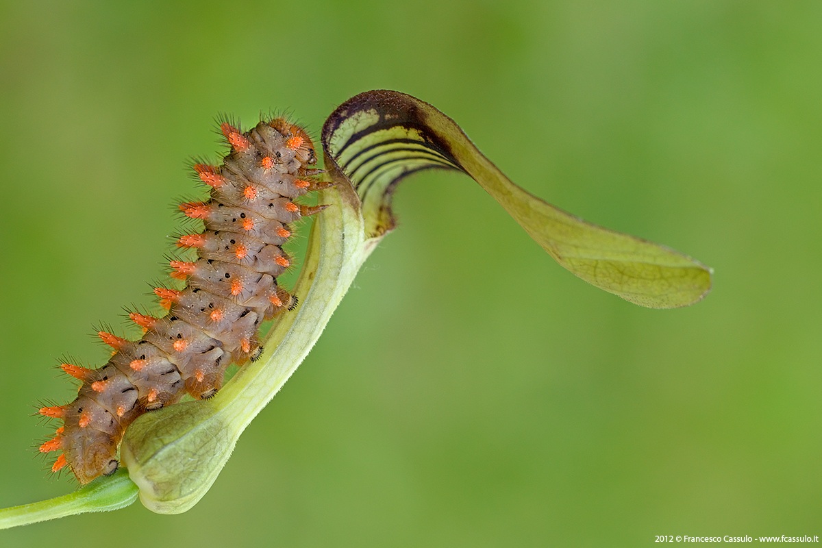 Zerynthia polyxena of Aristolochia
