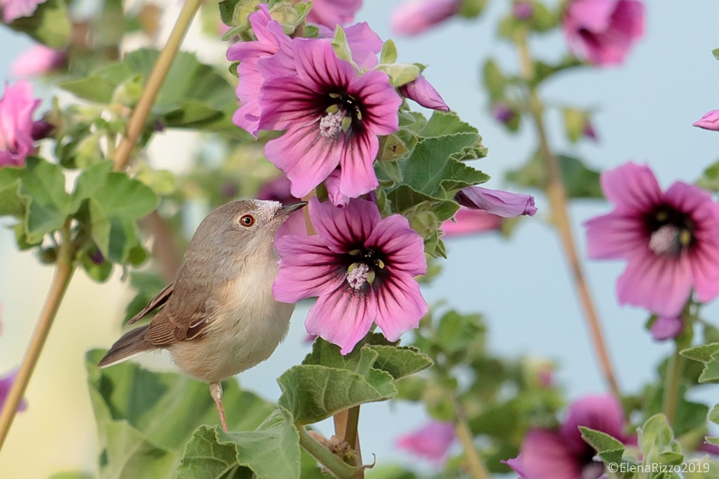 Whitethroat