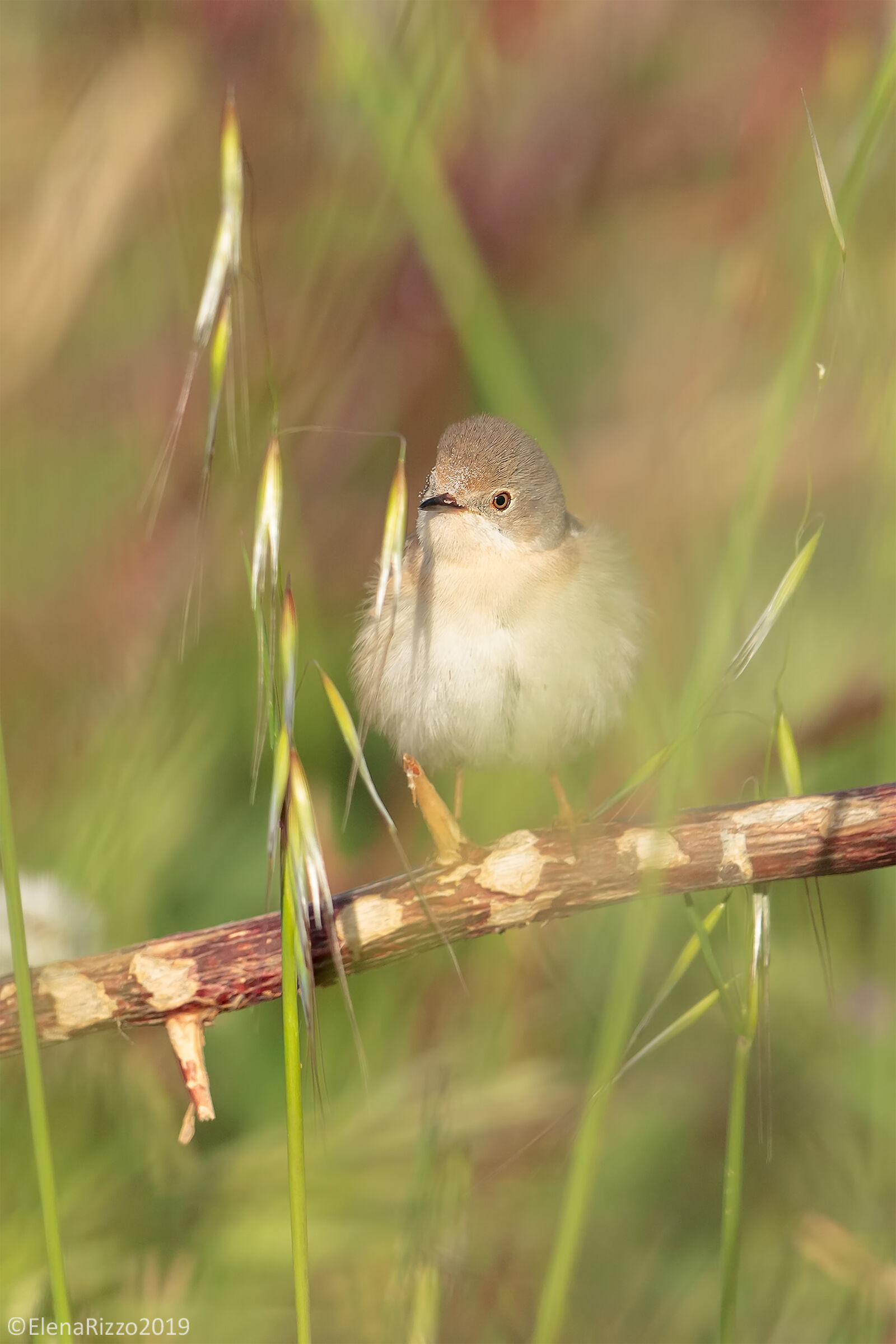 Whitethroat