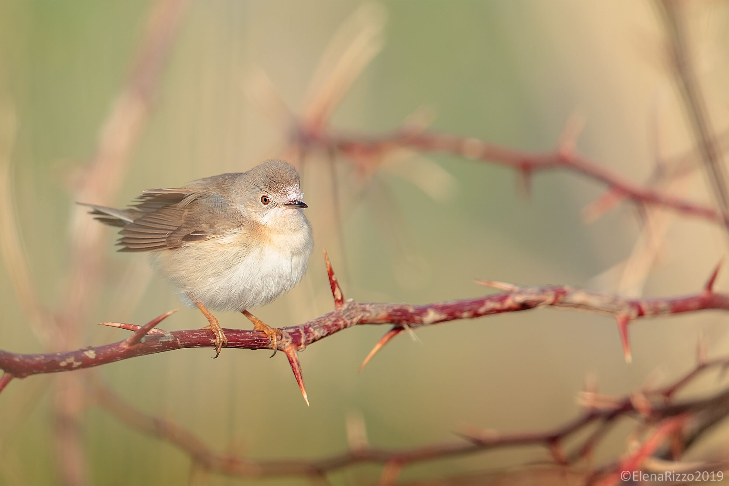 Whitethroat