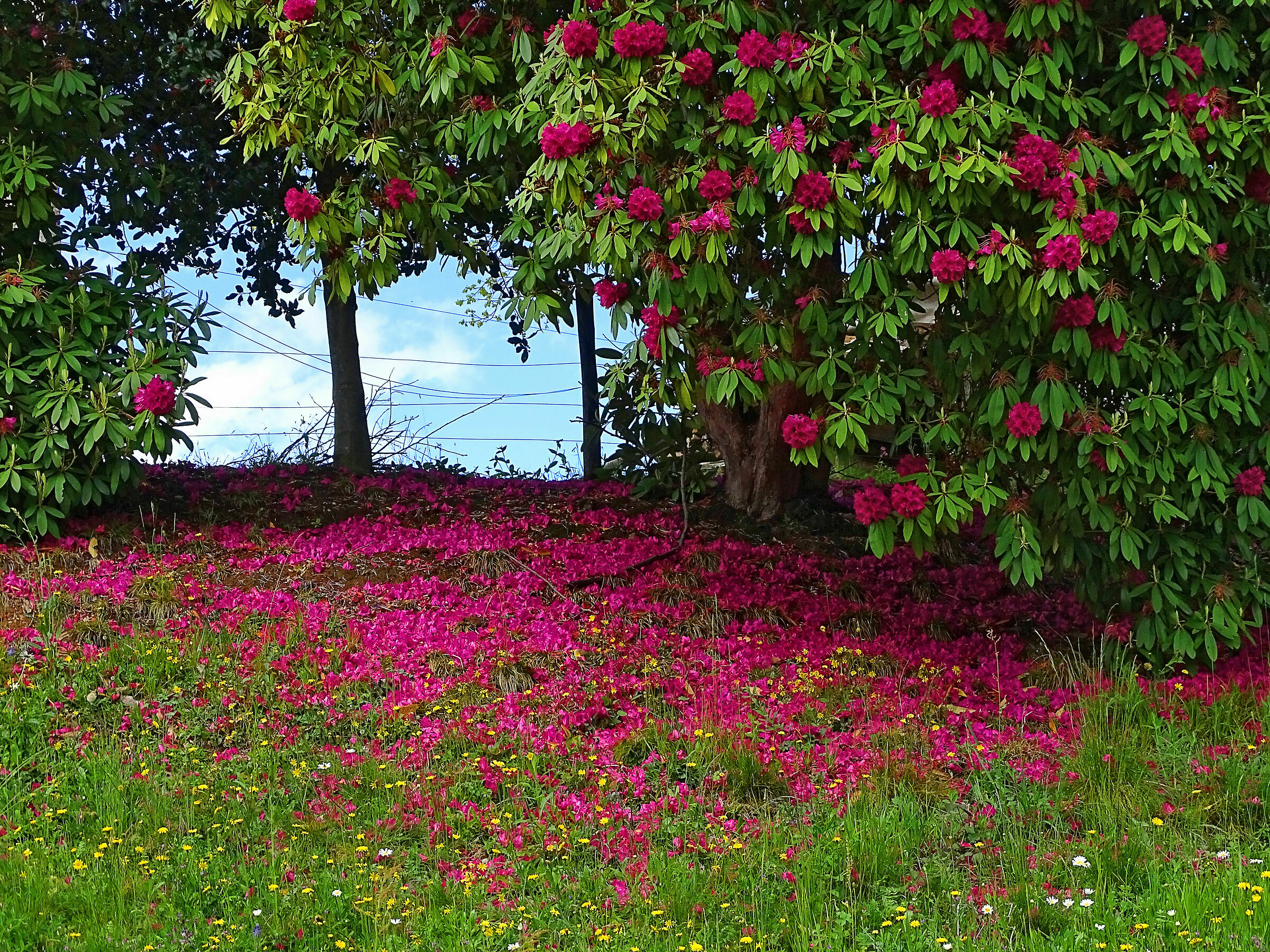 dopo il temporale (Borgosesia)
