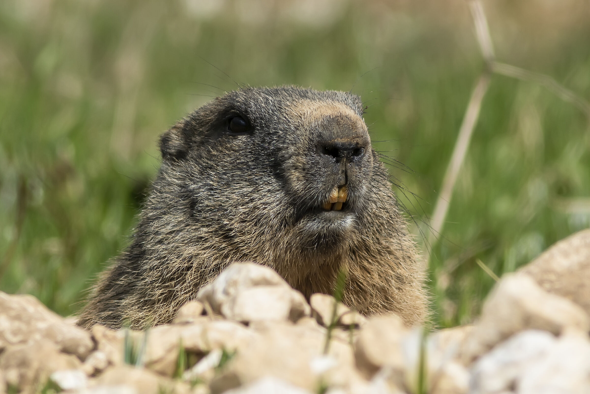 Curious Groundhog