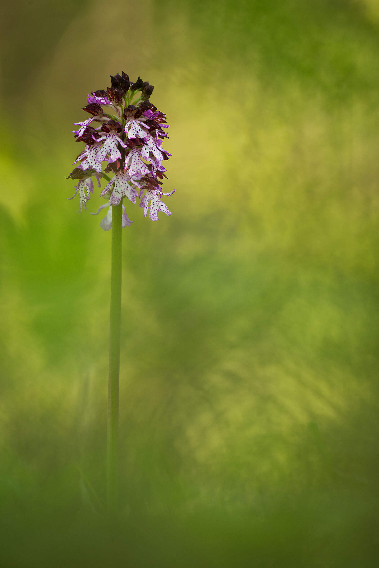 Orchis purpurea