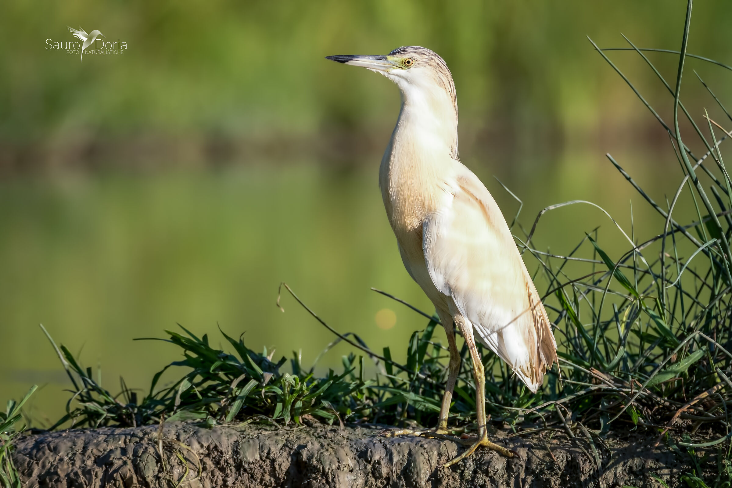 Sgarza Ciuffetto-Ardeola ralloides