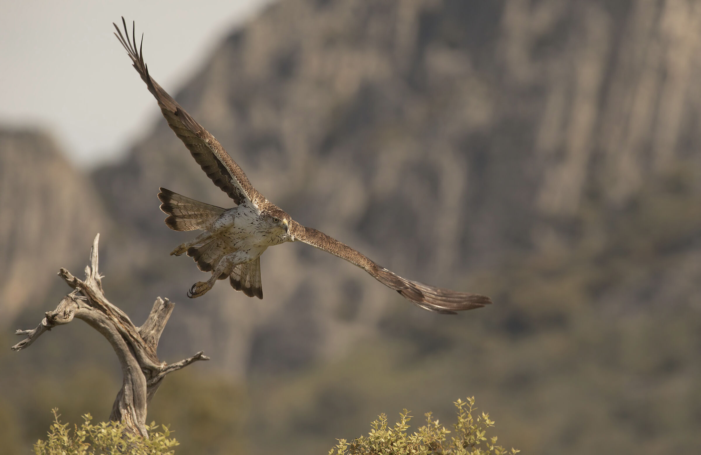 Bonelli's Eagle (Banded Eagle)