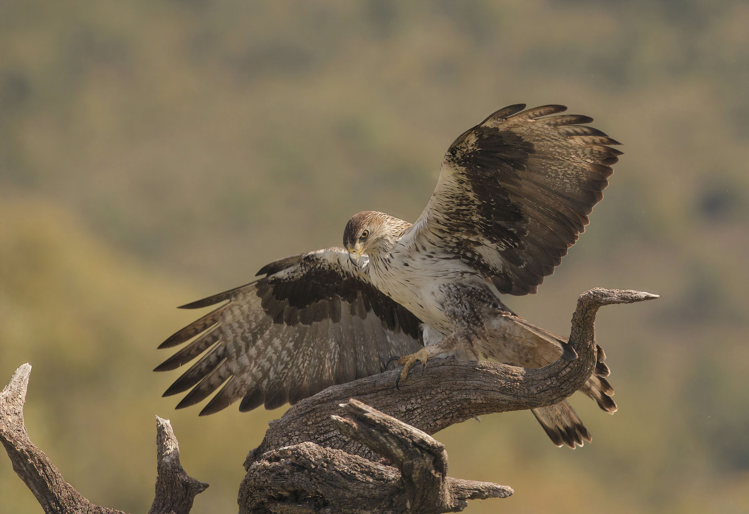 Bonelli's Eagle (Banded Eagle)