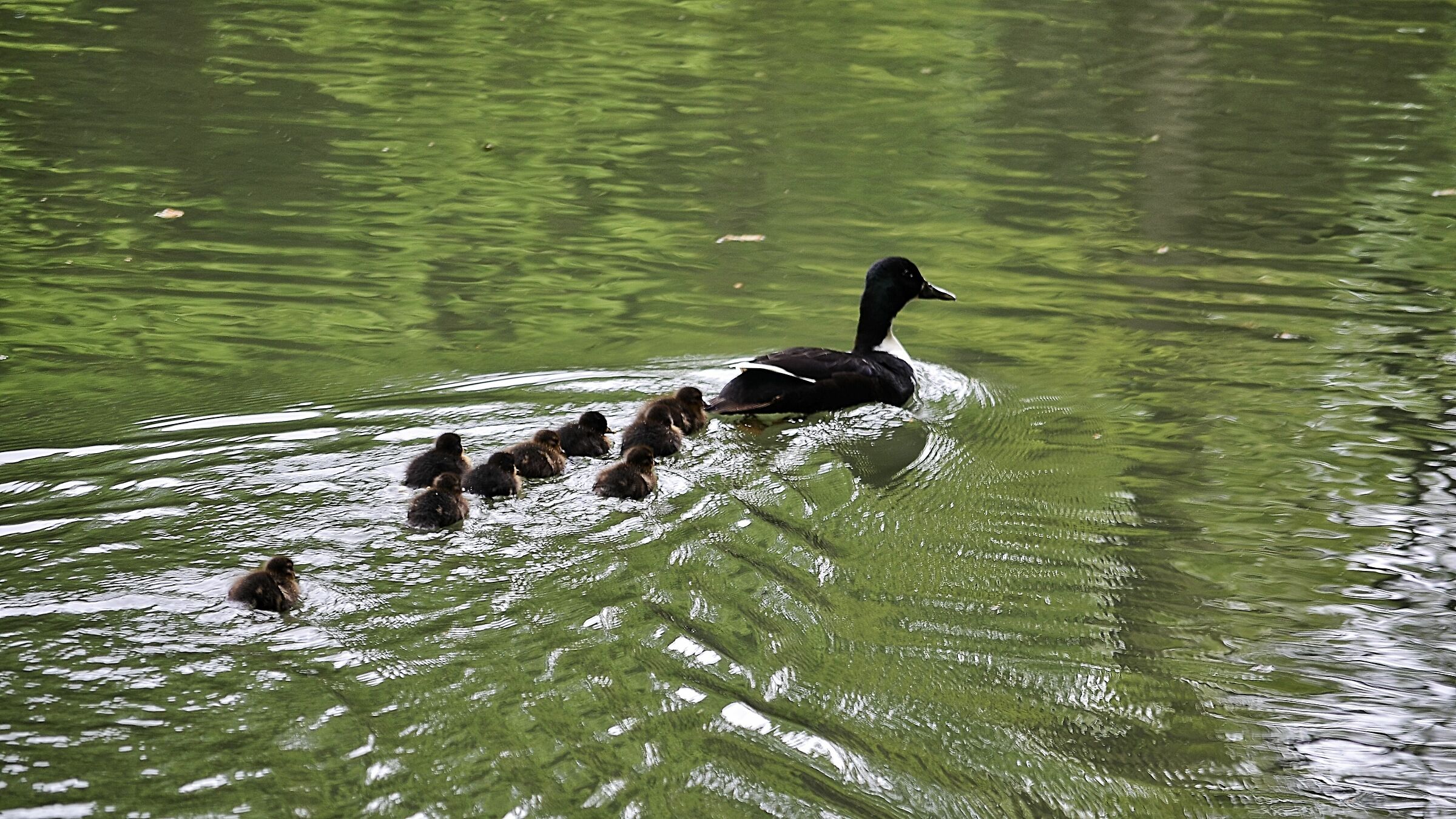 All lined up Indiana