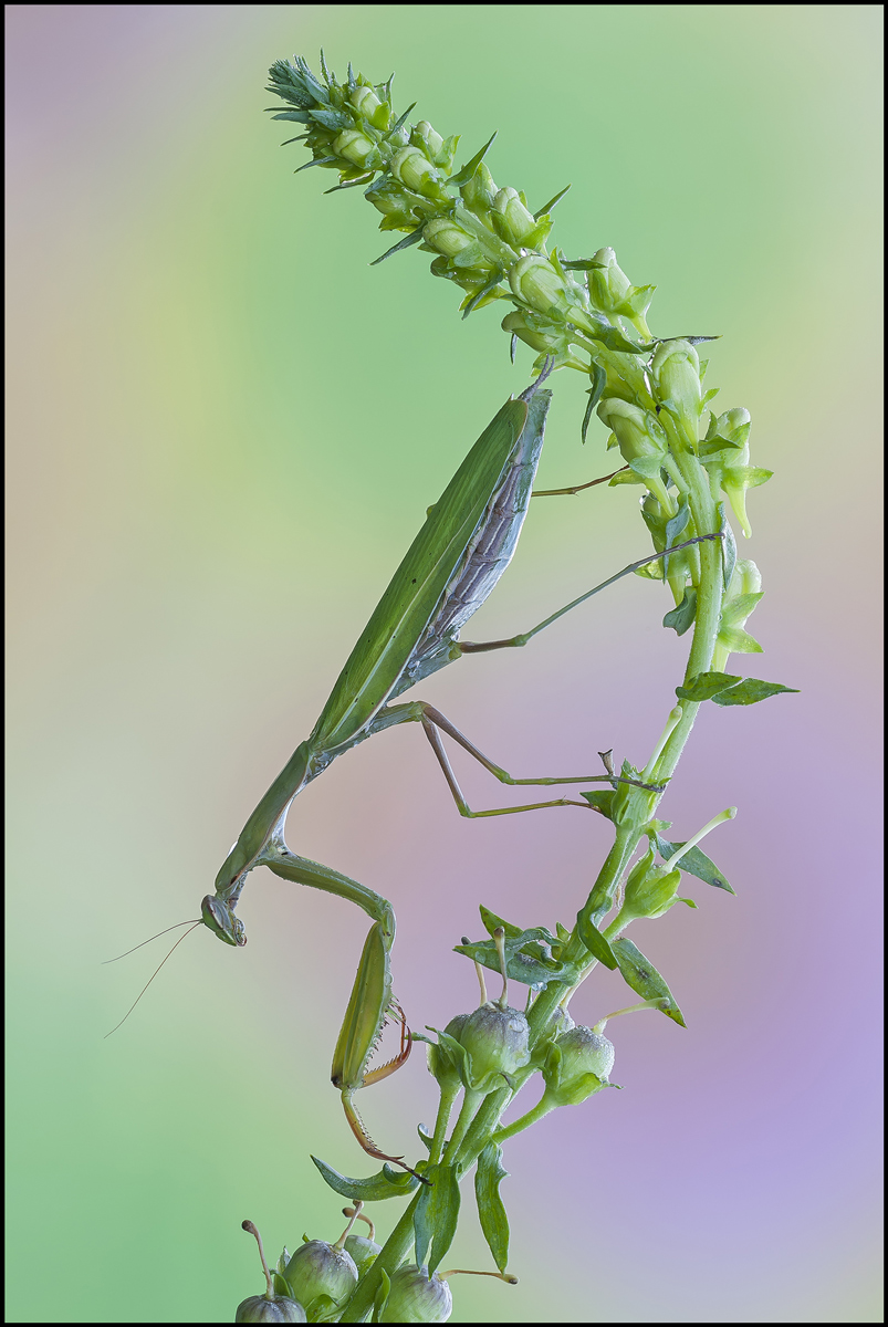 Verde, il colore della speranza