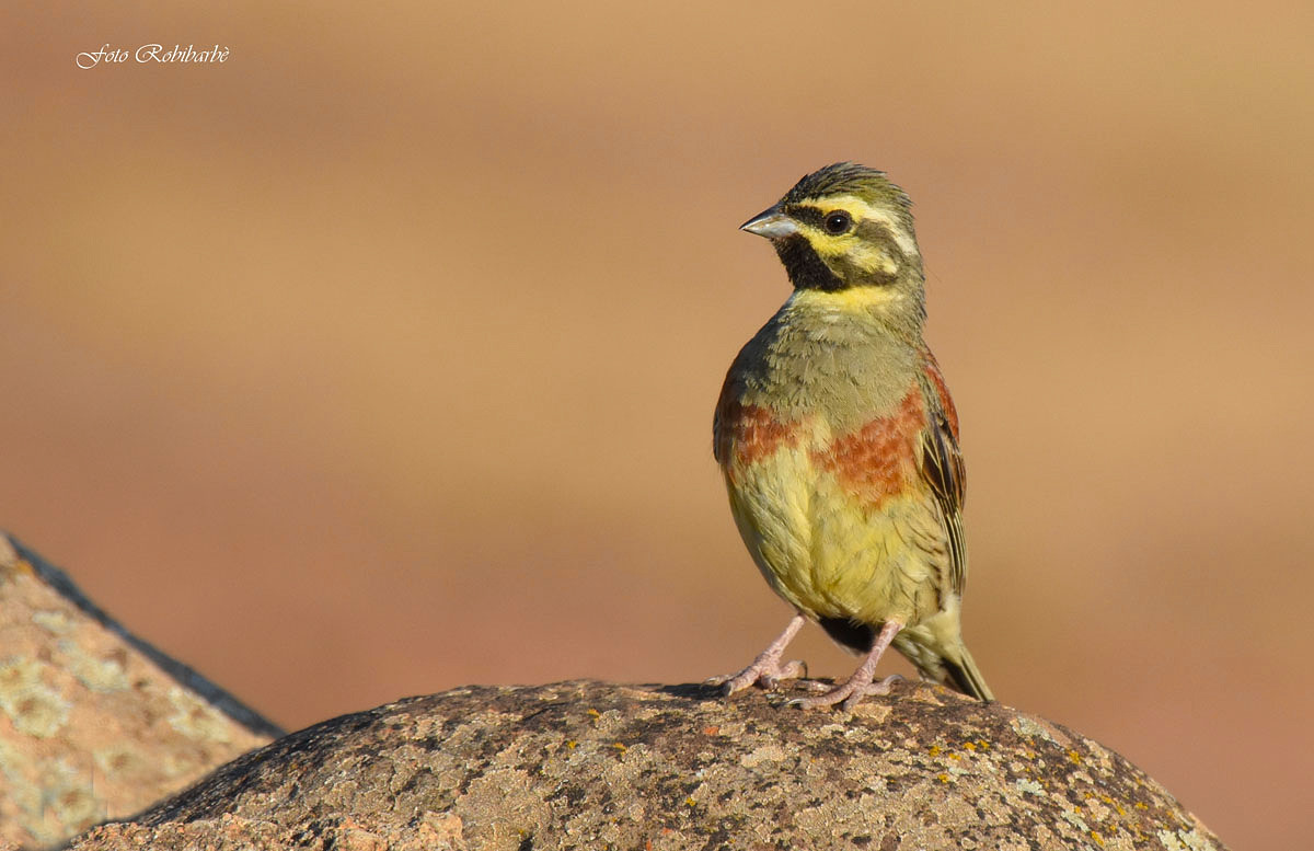 Black Yellowhammer...