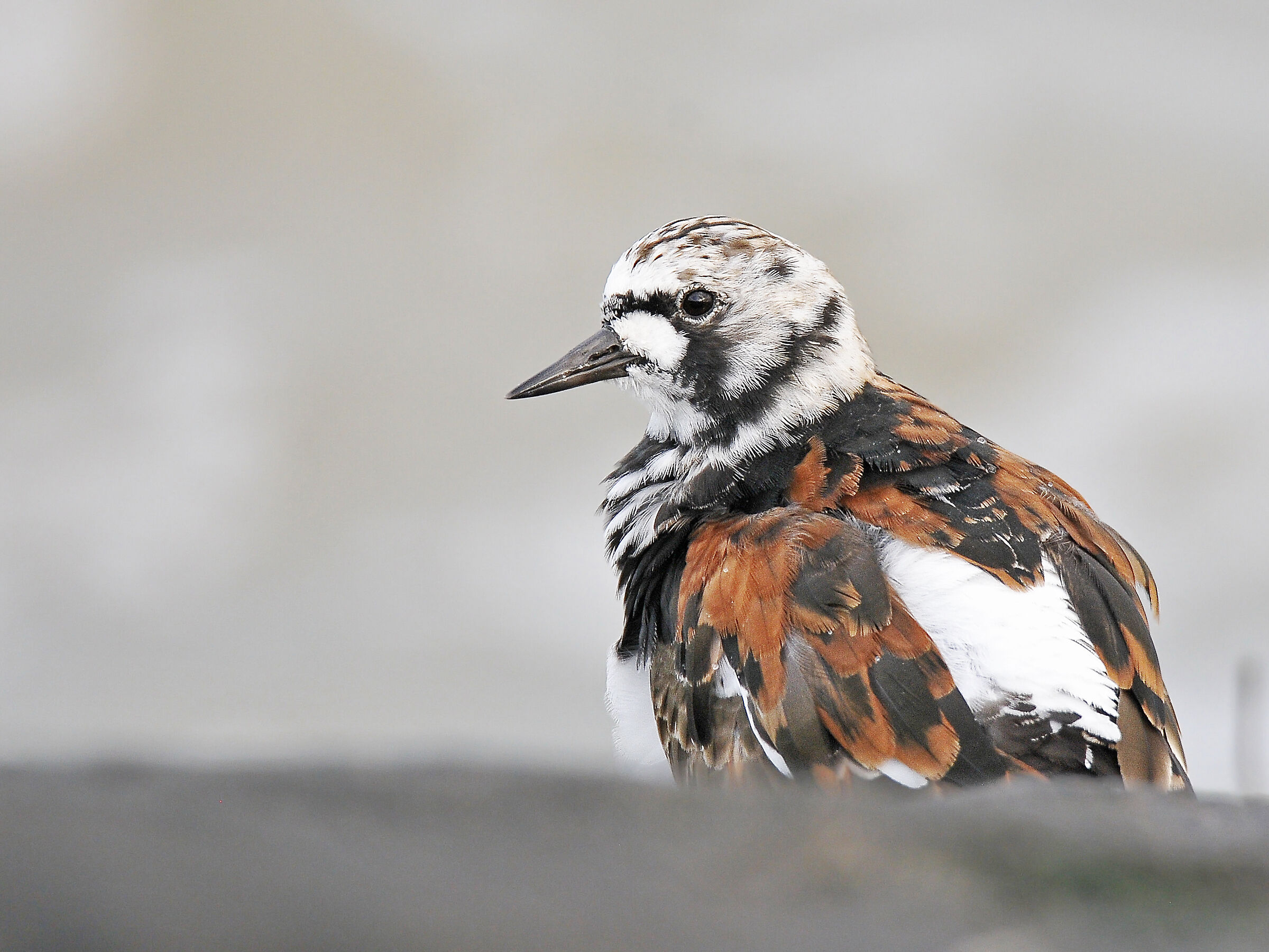 Voltapietre (Ruddy turnstone) 2