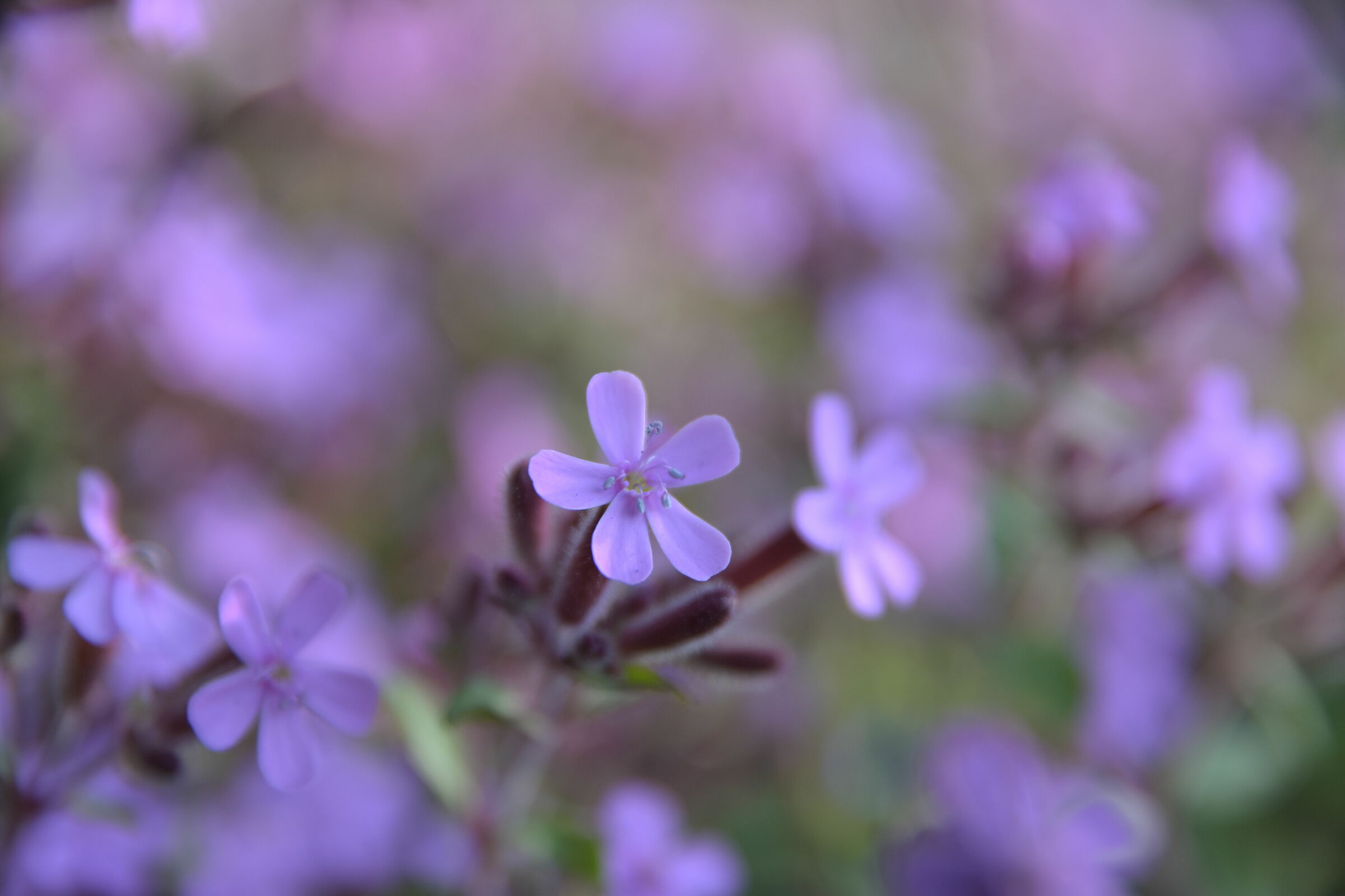 Awakening between pillows