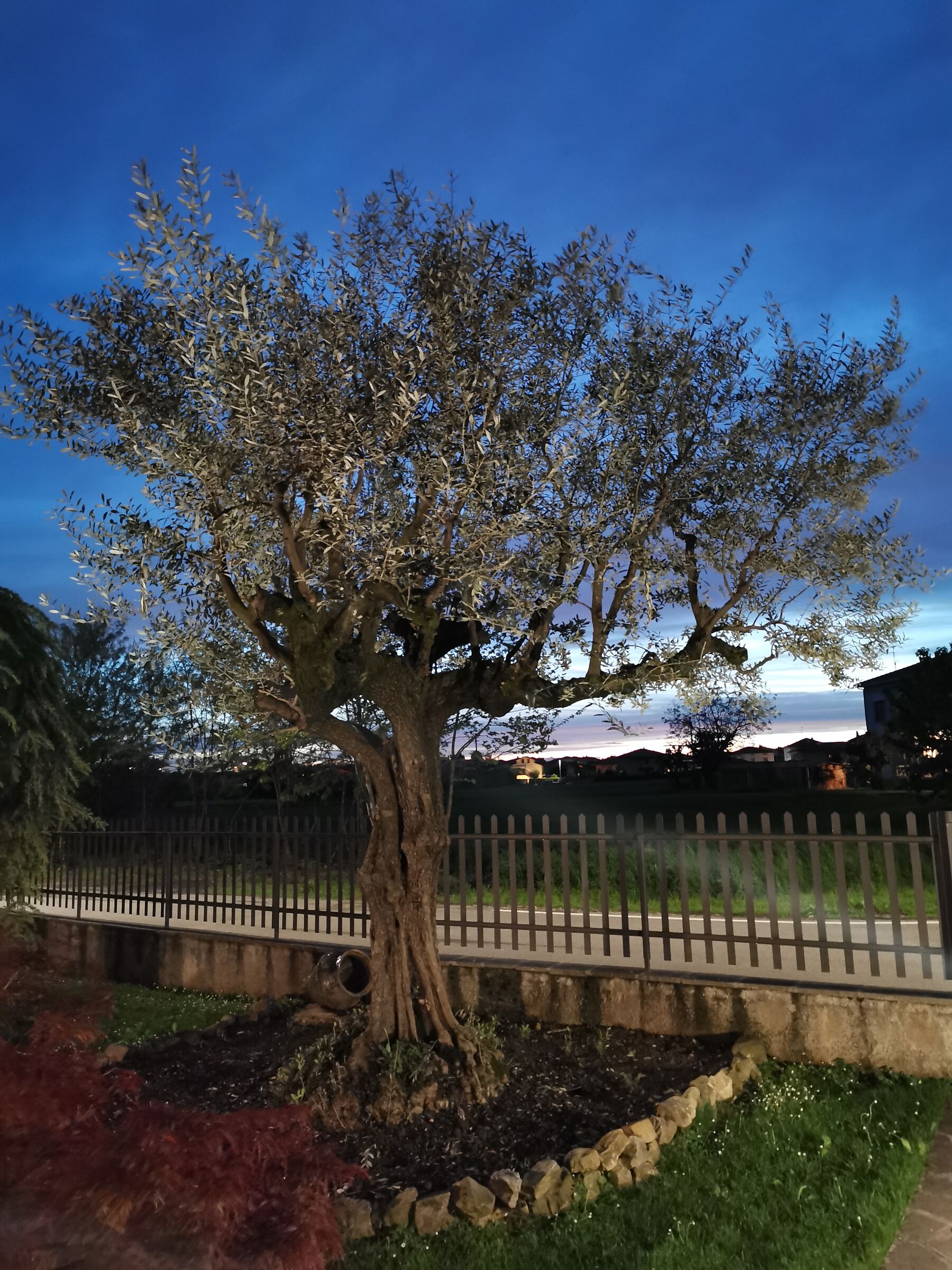 The olive Tree of the house