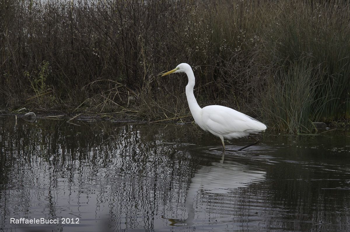 Airone Bianco - Oasi di Cronovilla 2