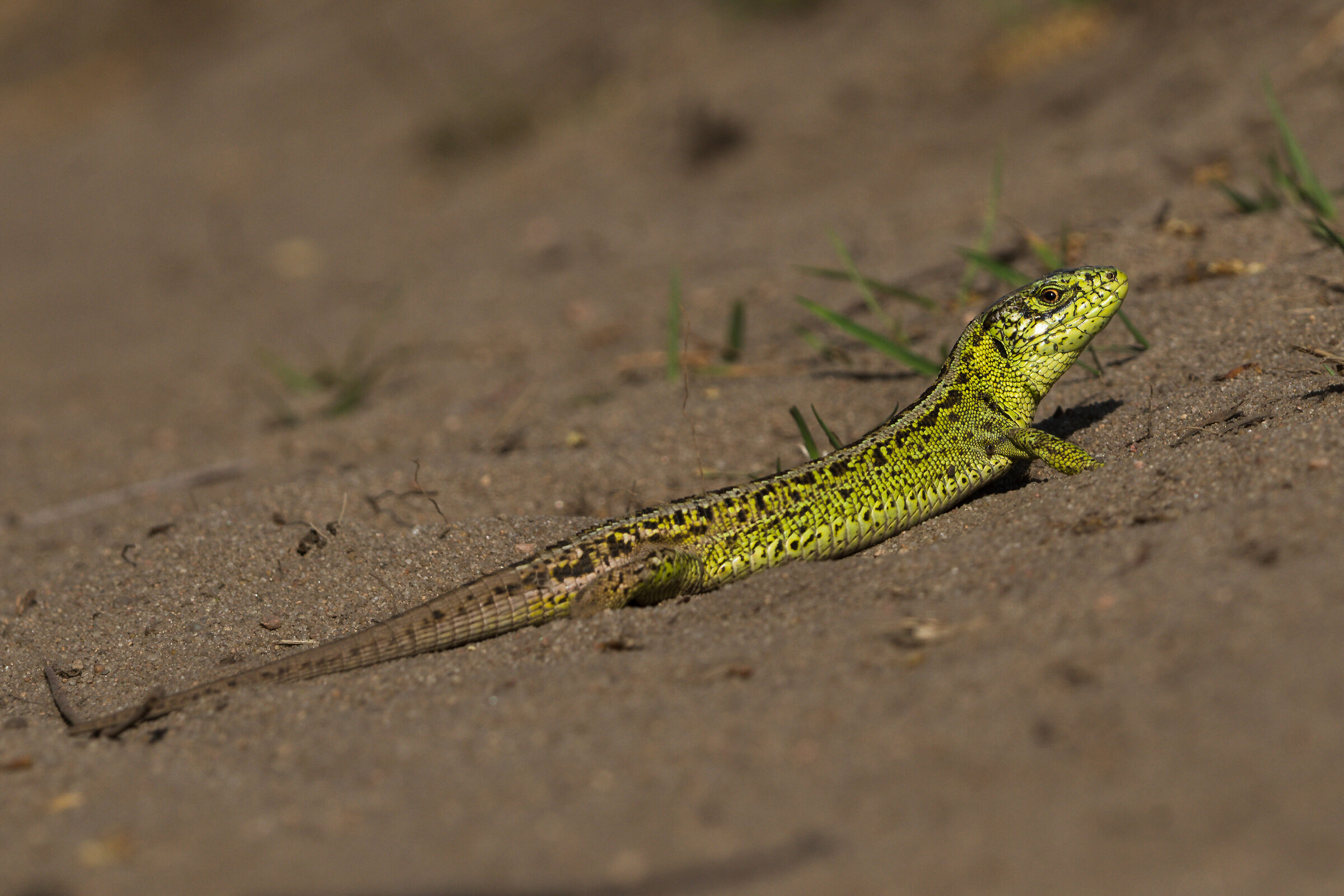 Lucertola di sabbia (Lacerta agilis)