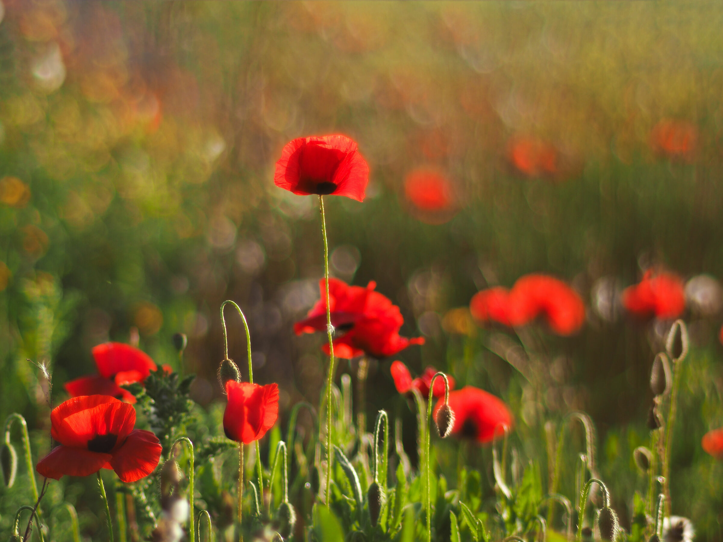 dipingendo con la natura
