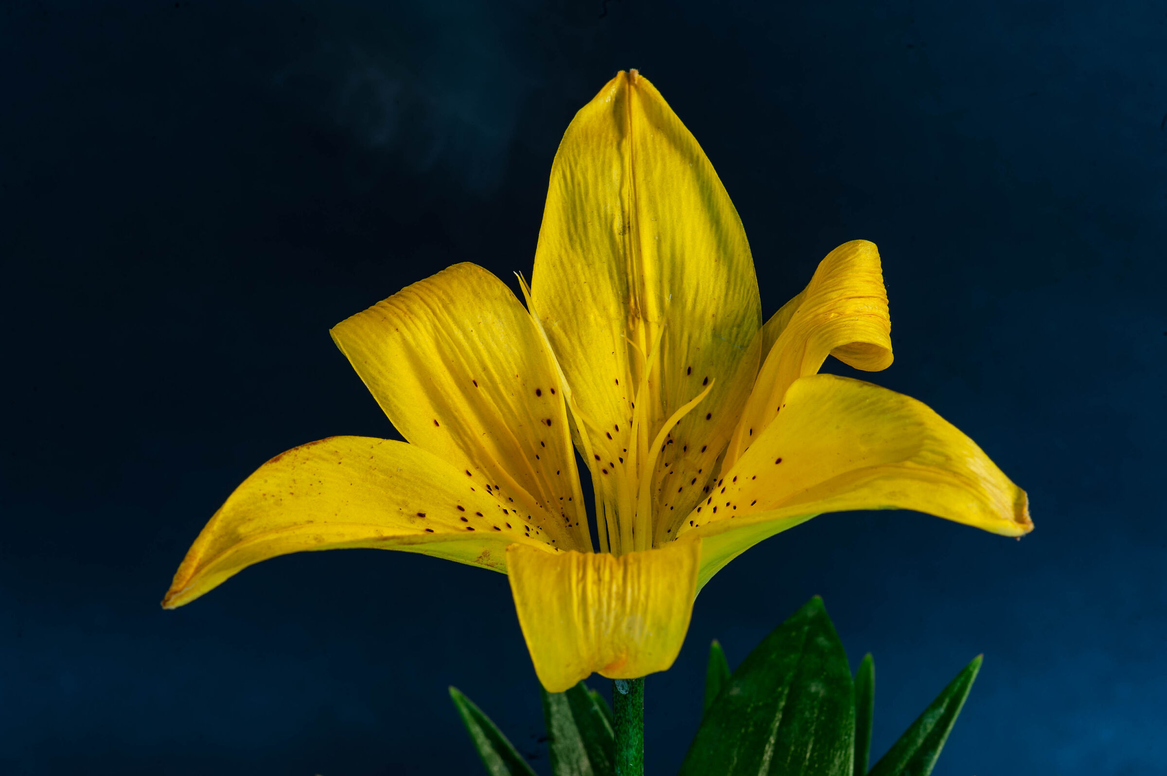 Yellow lily on blue background