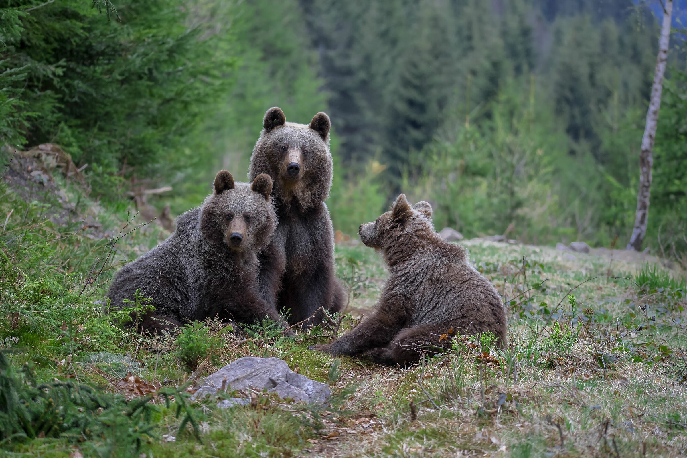 Bear Family