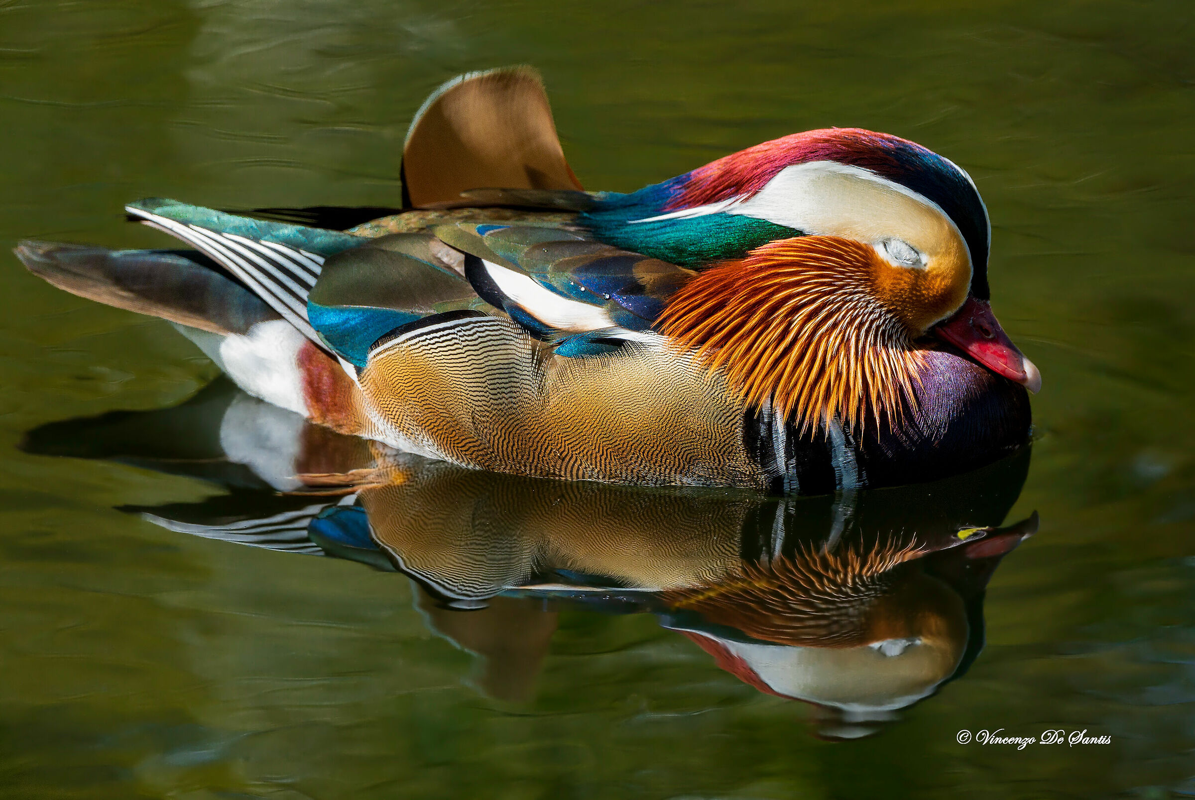 Mandarina Duck (maschio)