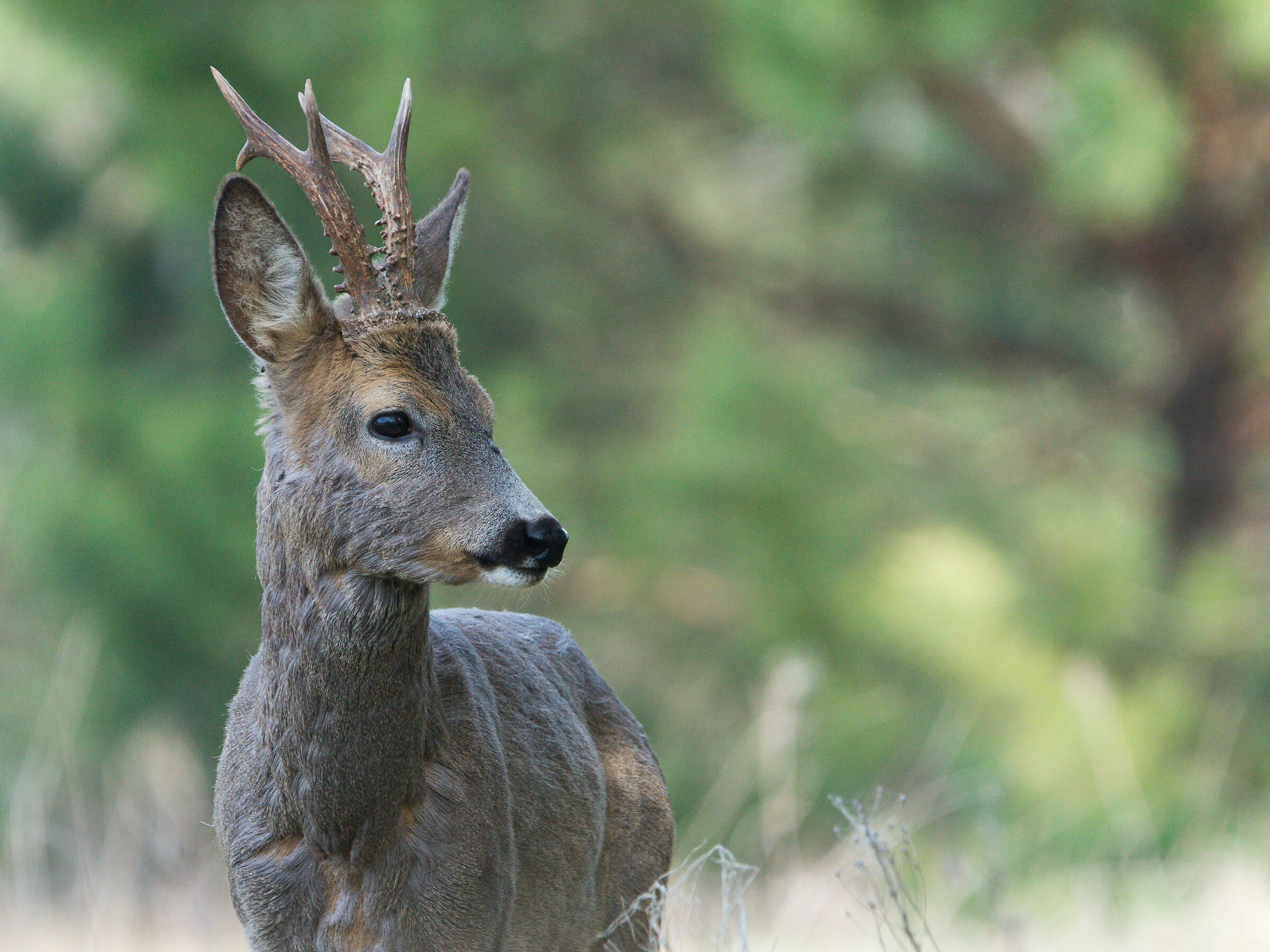 Capriolo (Capreolus capreolus)
