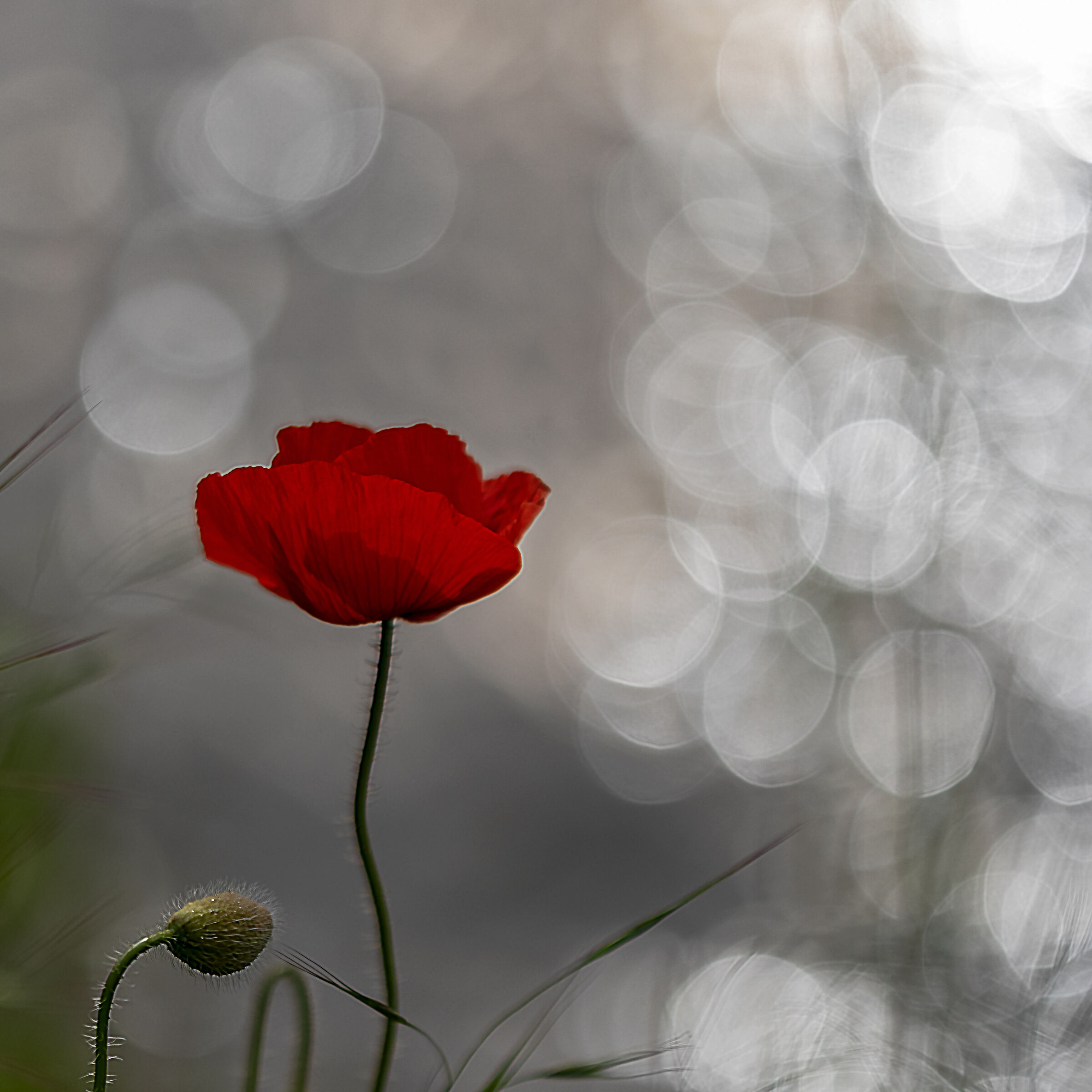 Il papavero è anche un fiore