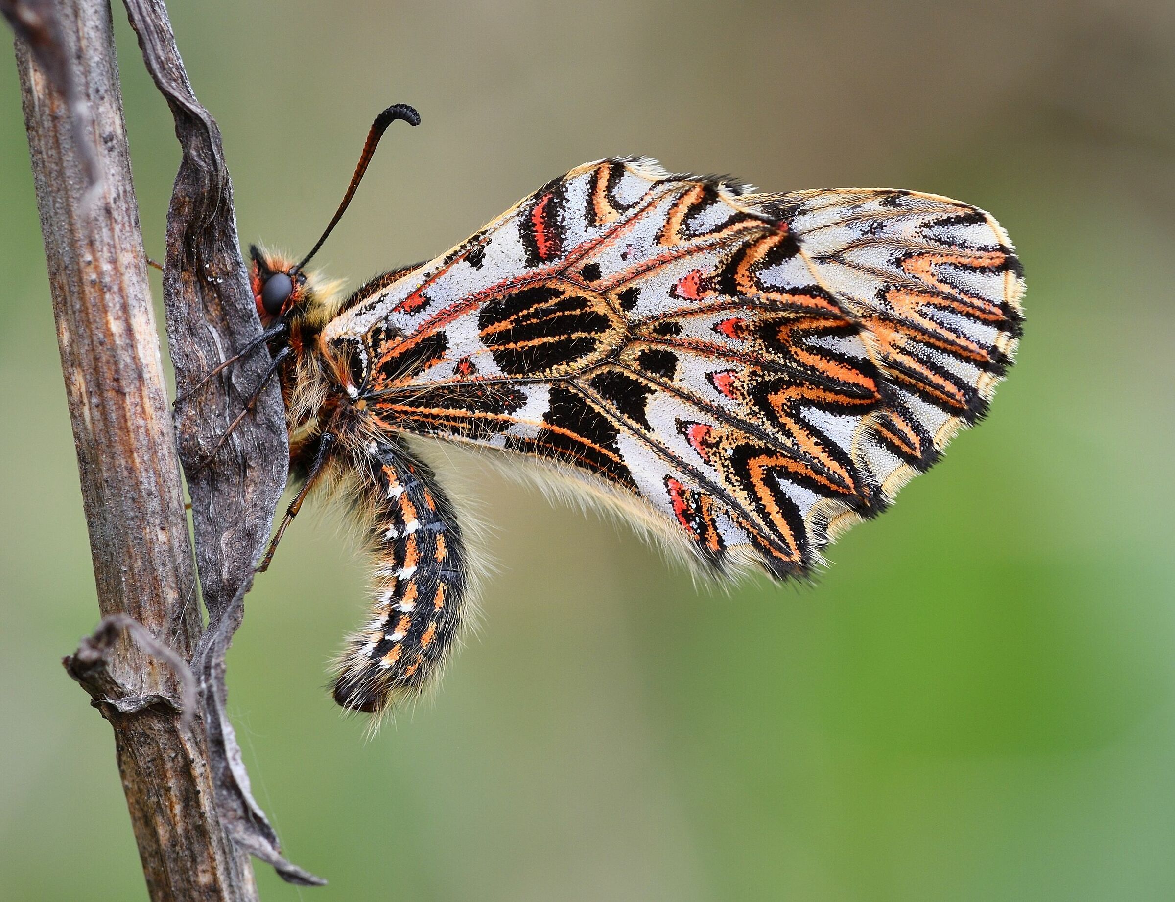 Zerinthia Polyssena 2