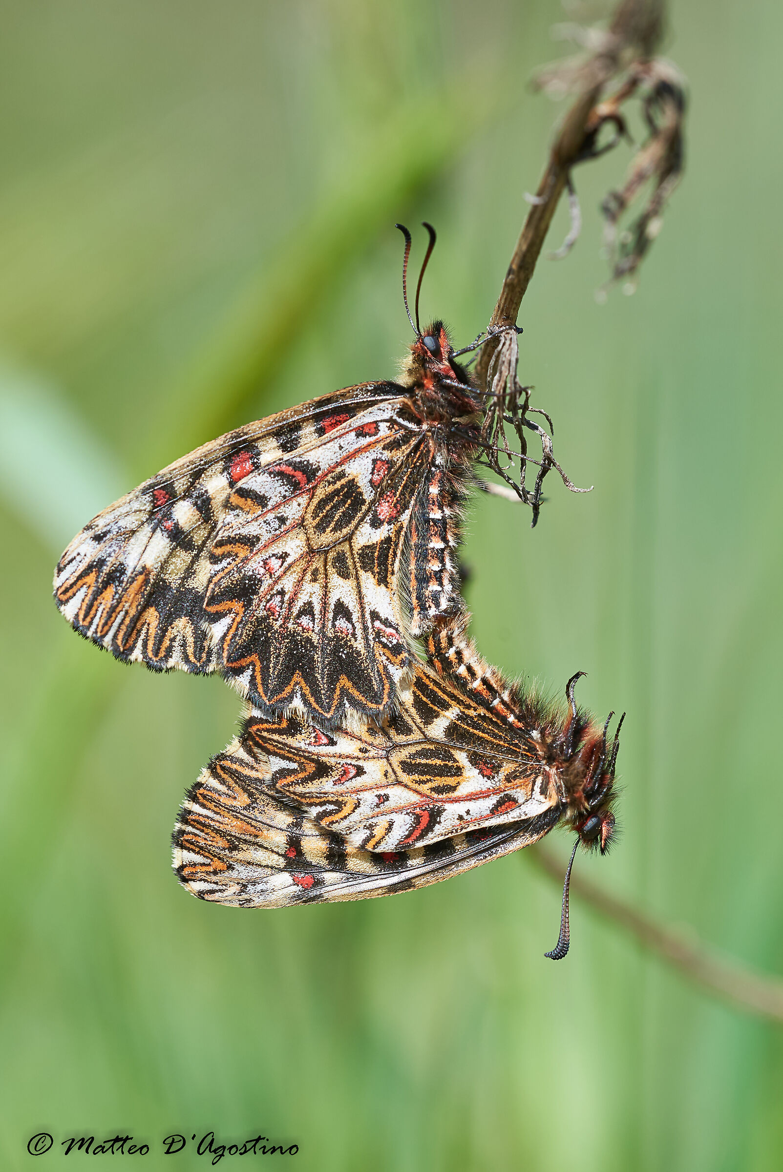 Zerynthia polyxena in love