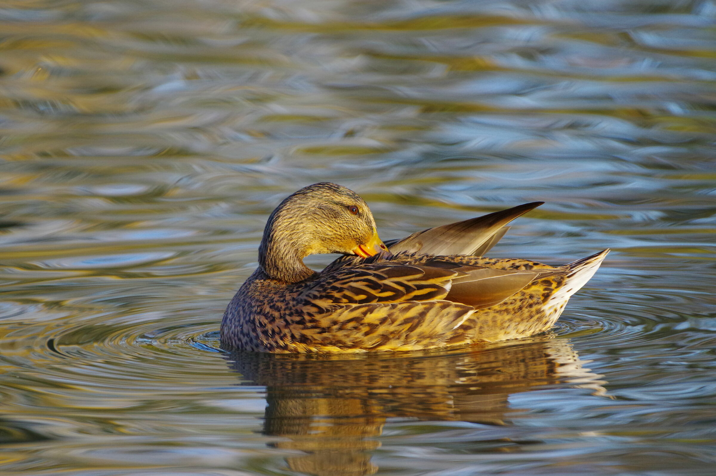 Codone f. (Anas acuta)