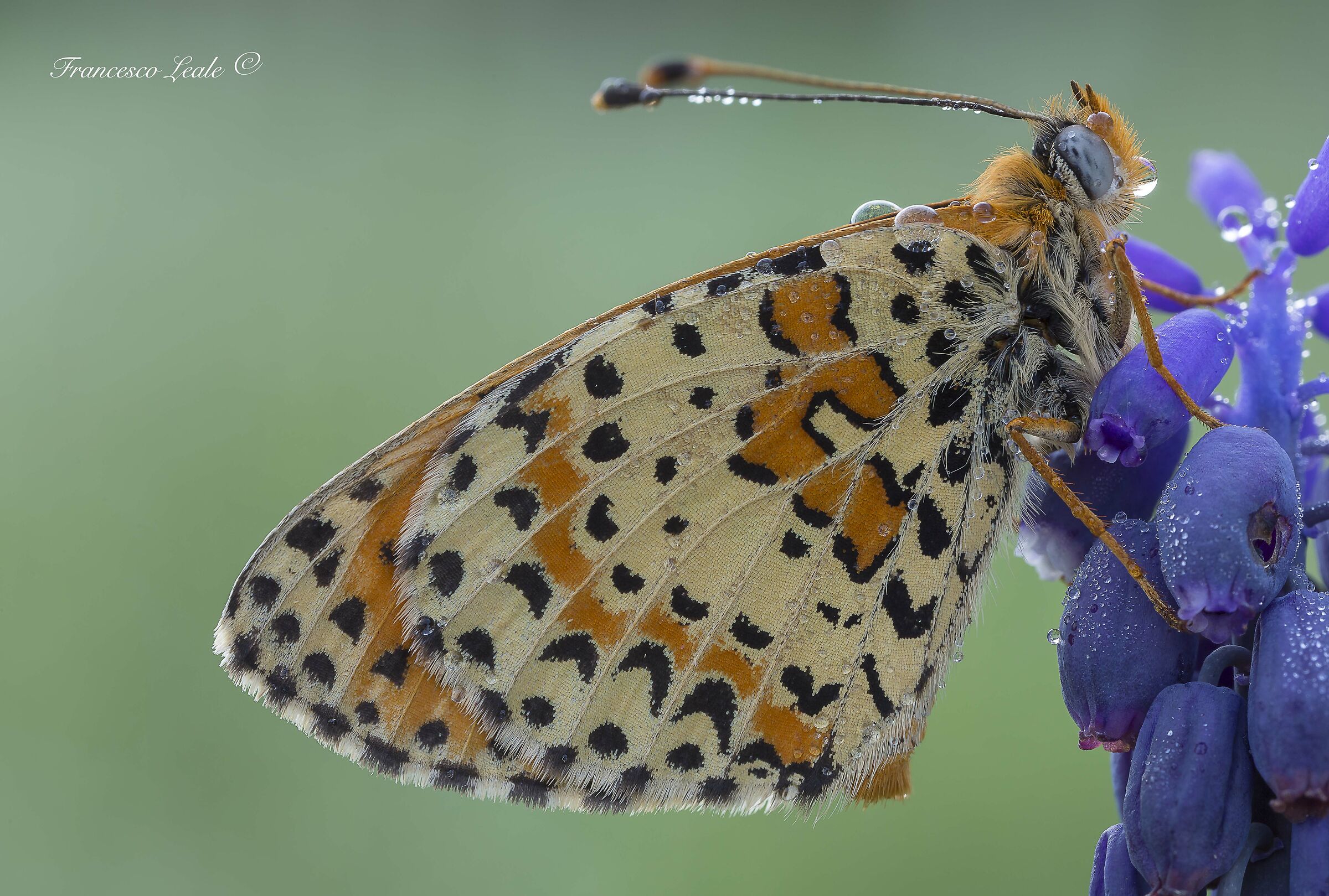 Melitaea didyma