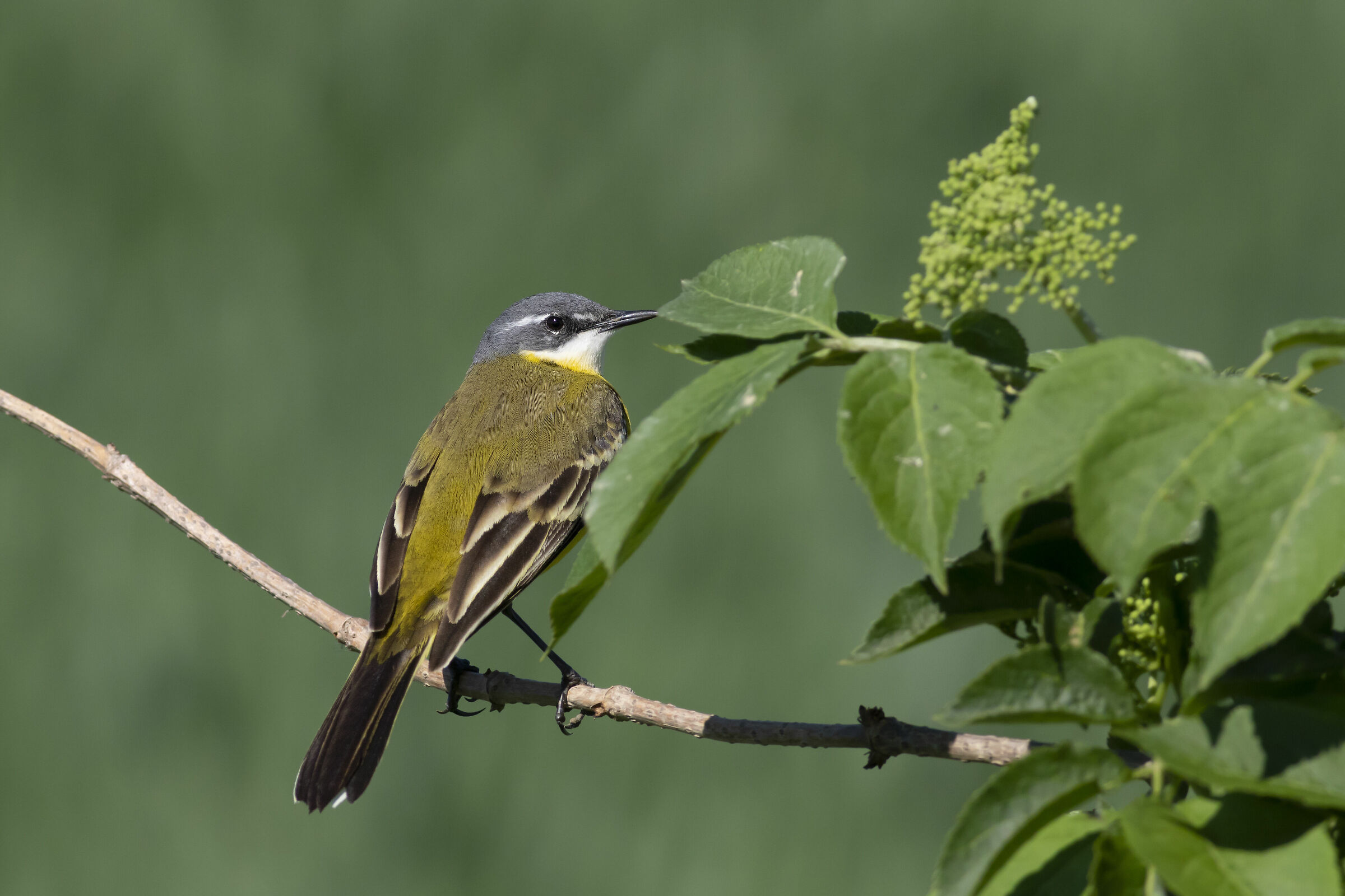 Yellow Wagtail