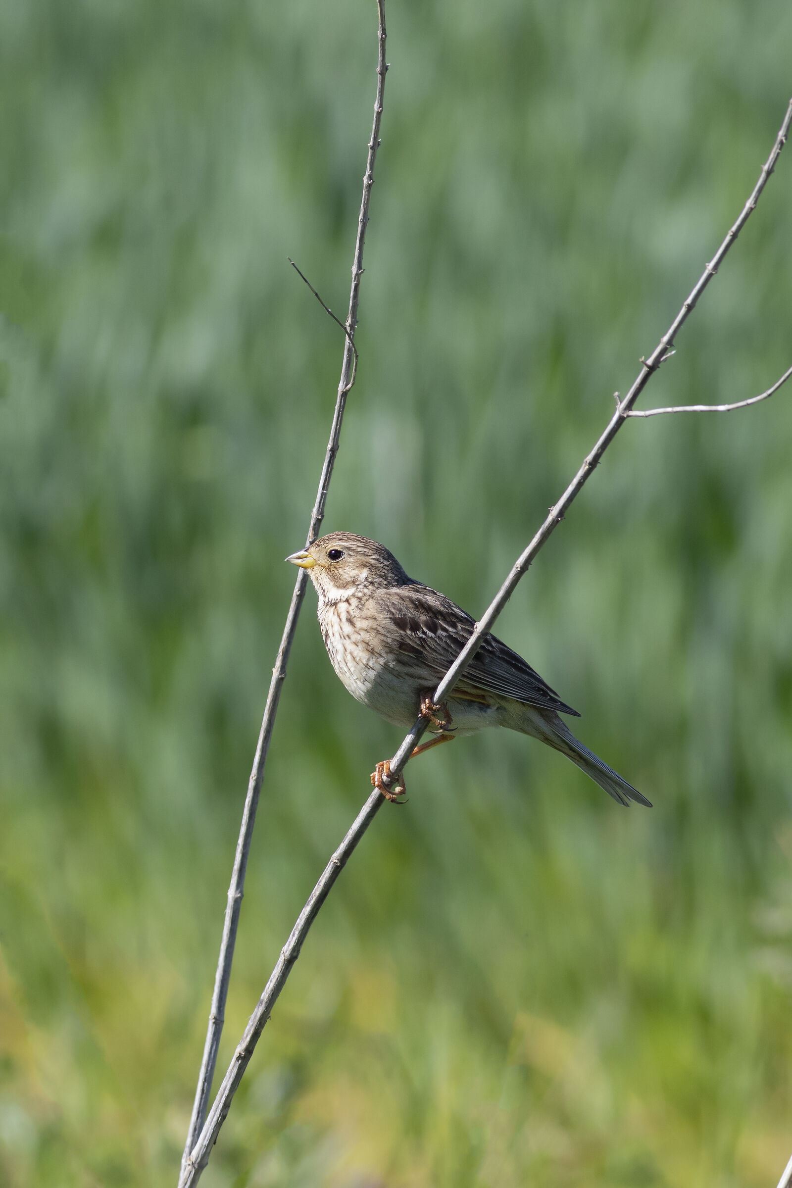 Corn Bunting